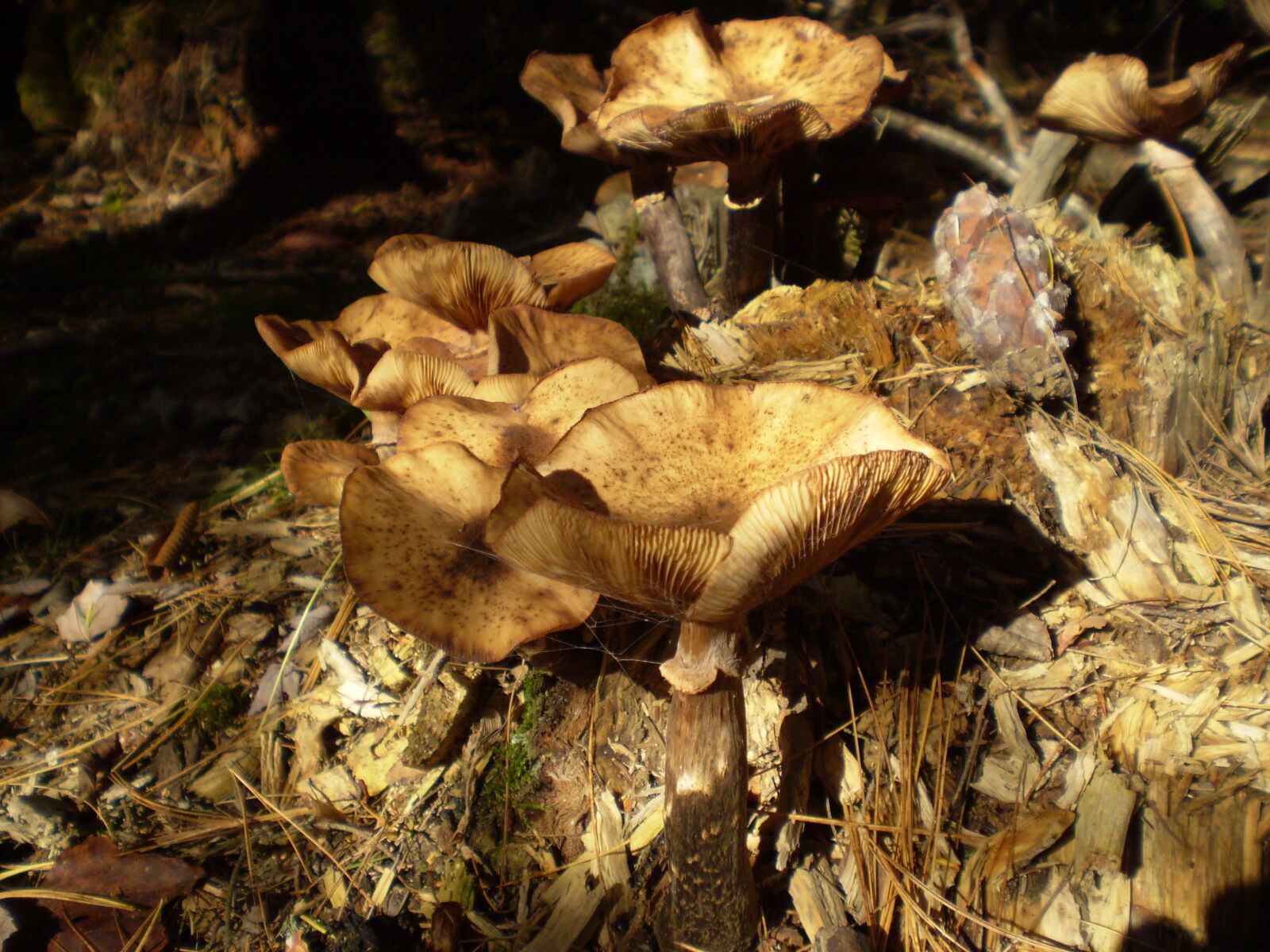 Olympus FE170,X760 sample photo. Mushroom, plant, natural photography