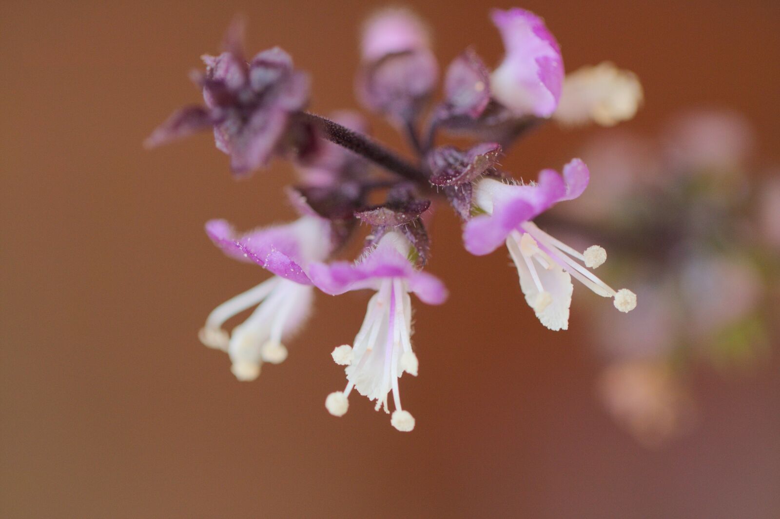Canon EOS 40D sample photo. Thai basil, flowers, spice photography