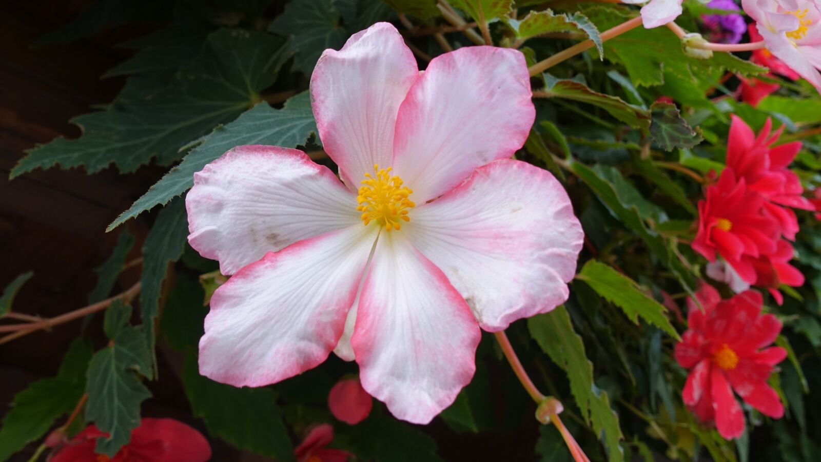 Sony Cyber-shot DSC-RX100 IV sample photo. Flowers, pink, flower photography