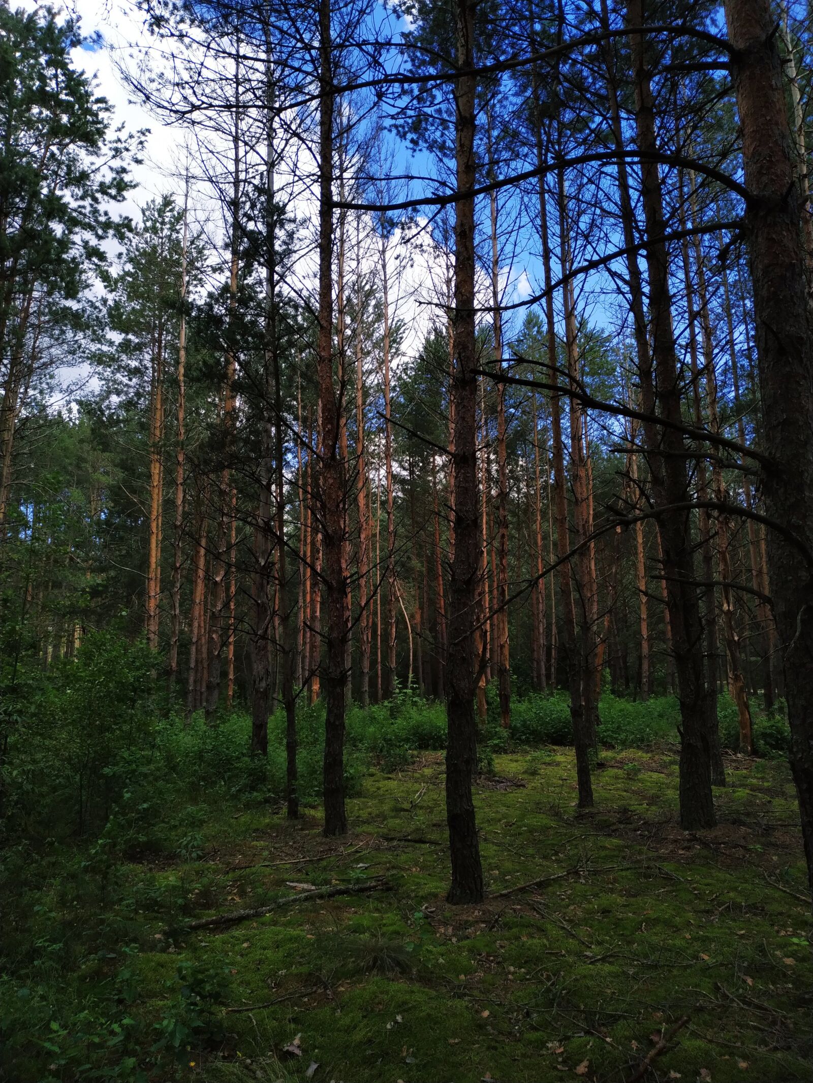 Xiaomi MI 8 Lite sample photo. Forest, pine, evening photography