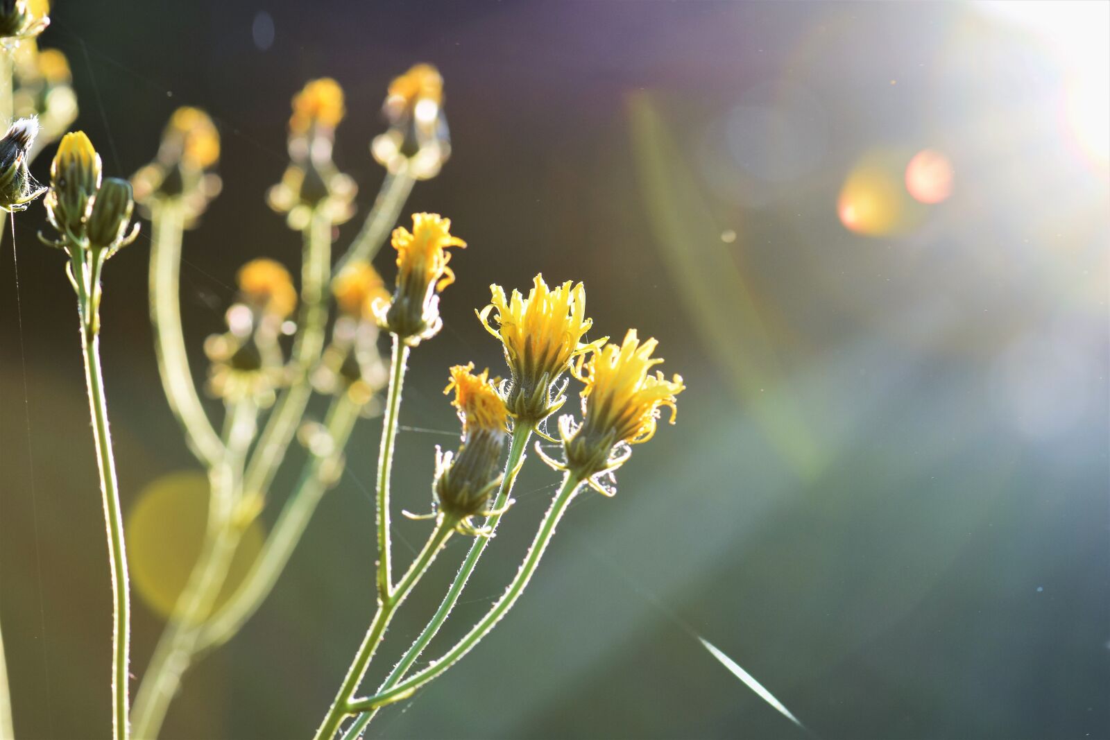 Nikon D5500 sample photo. Grass, meadow, field photography