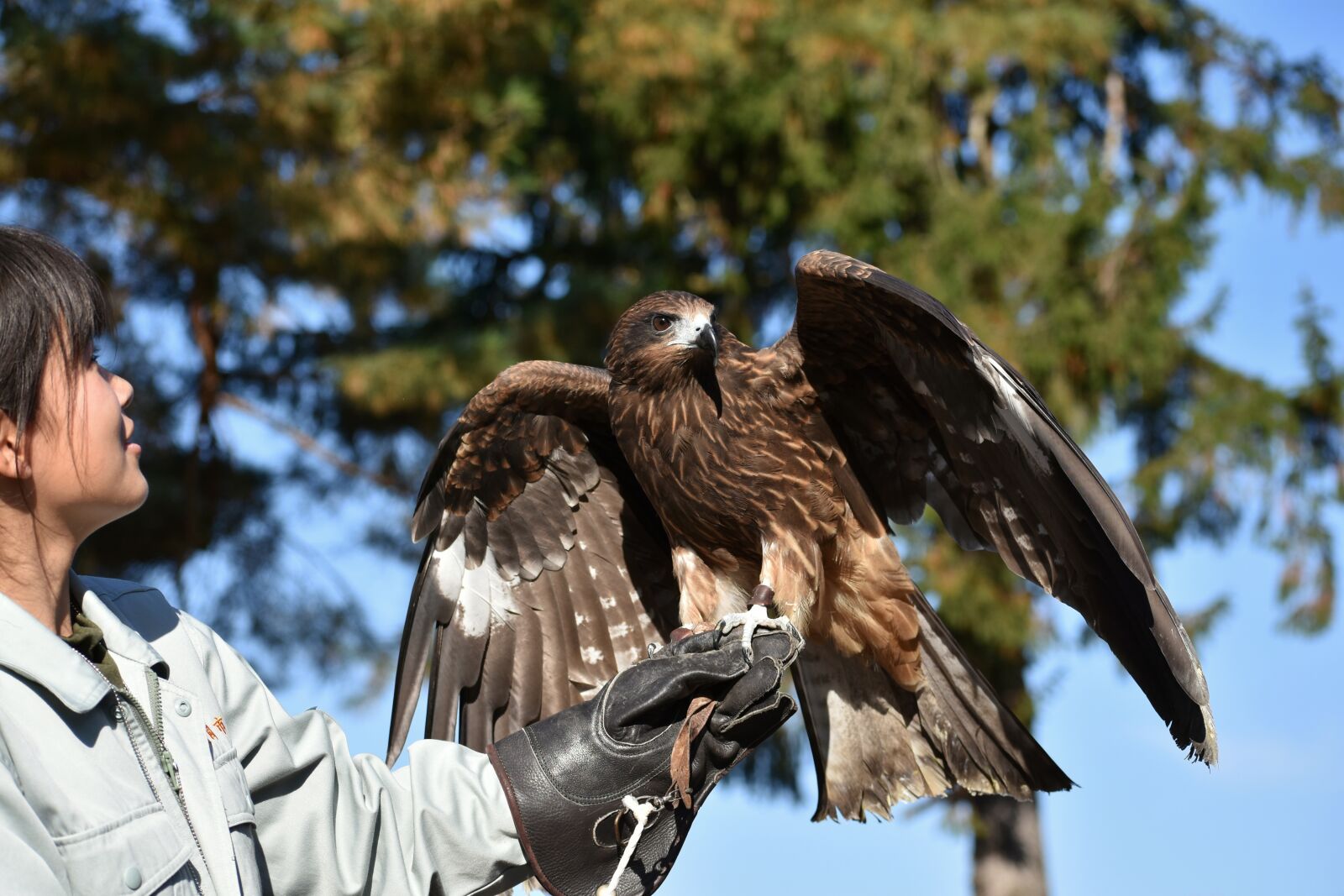 Nikon D7200 sample photo. Animal, bird, raptor photography