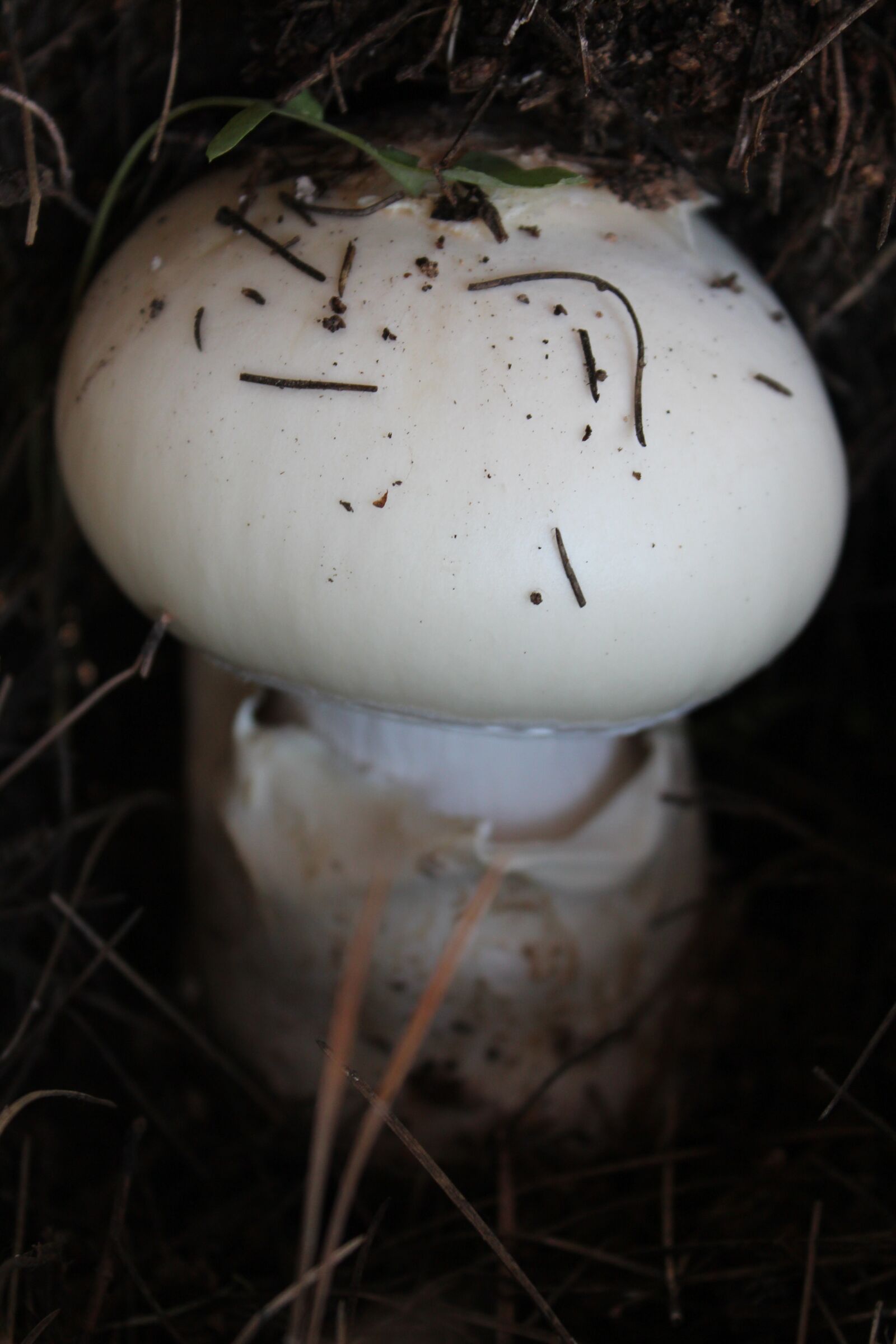 Canon EOS 600D (Rebel EOS T3i / EOS Kiss X5) sample photo. Mushroom, white, earth photography