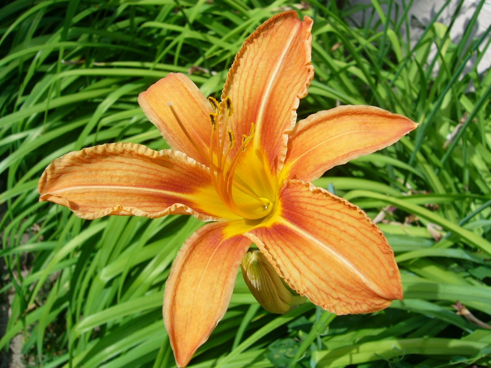 Panasonic DMC-LS1 sample photo. Flower, orange, garden photography