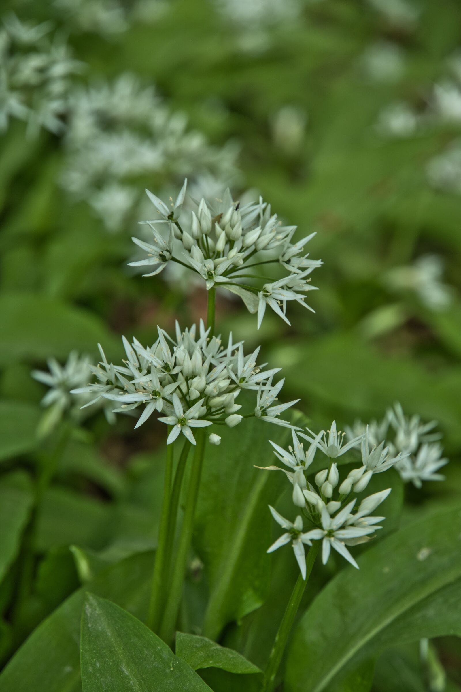 Sony a6400 sample photo. Bear's garlic, wild garlic photography