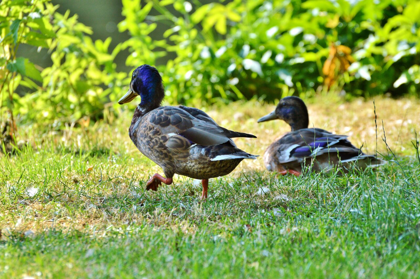 Nikon D3200 sample photo. Ducks, waterfowl, mallard photography