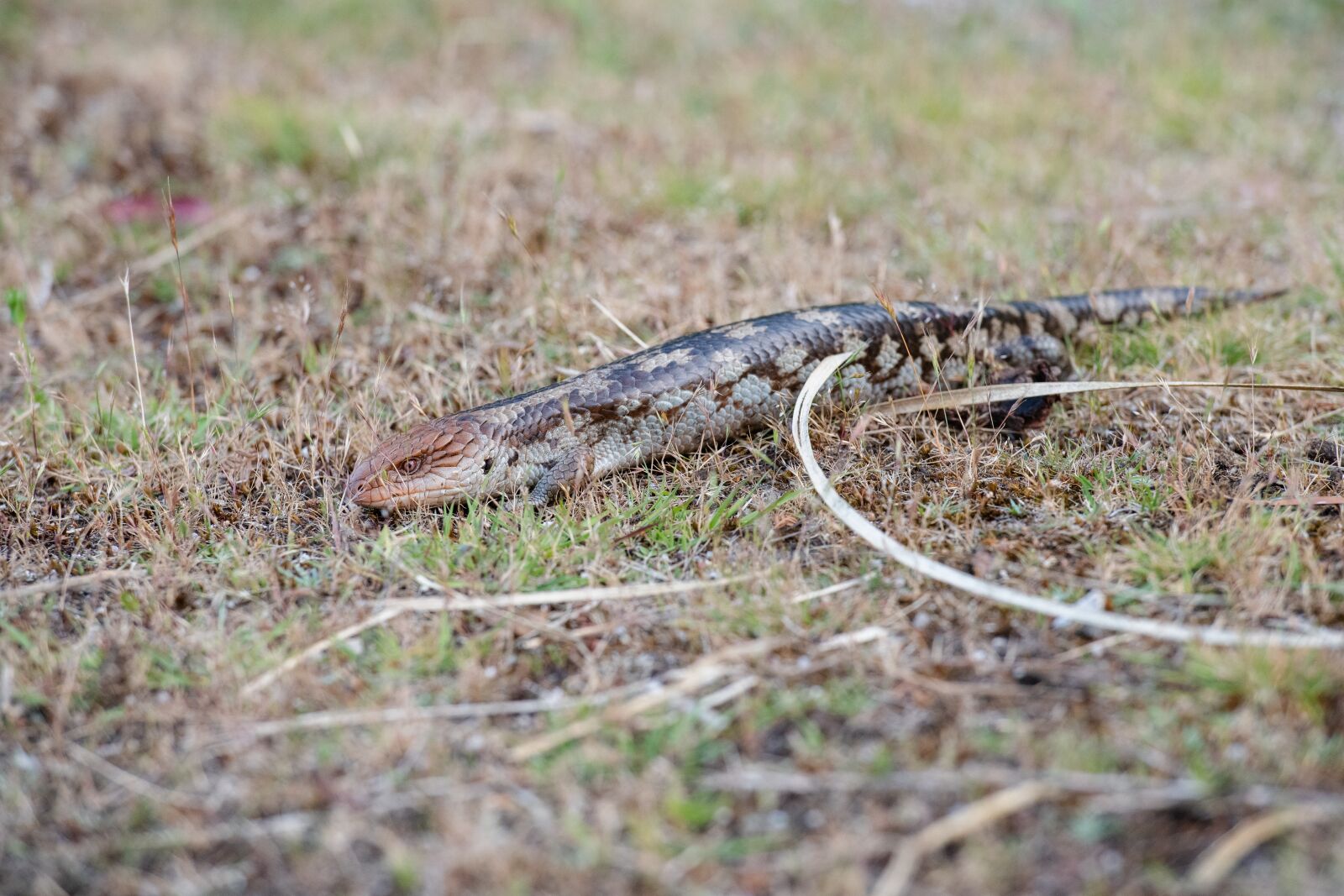 Nikon D850 sample photo. Blue tongue lizard, reptile photography