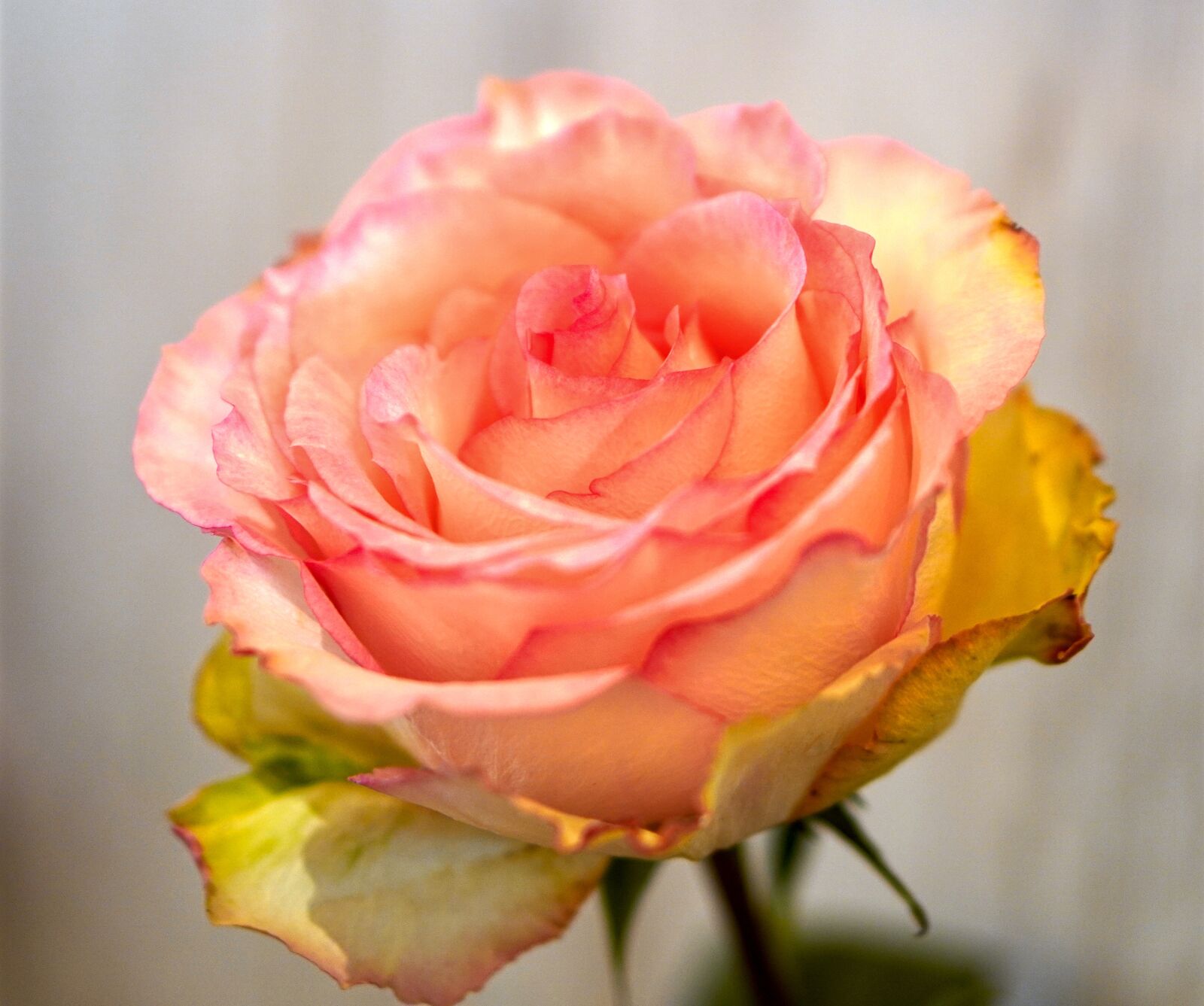 E 50mm F1.8 OSS sample photo. Rose, blossom, bloom photography