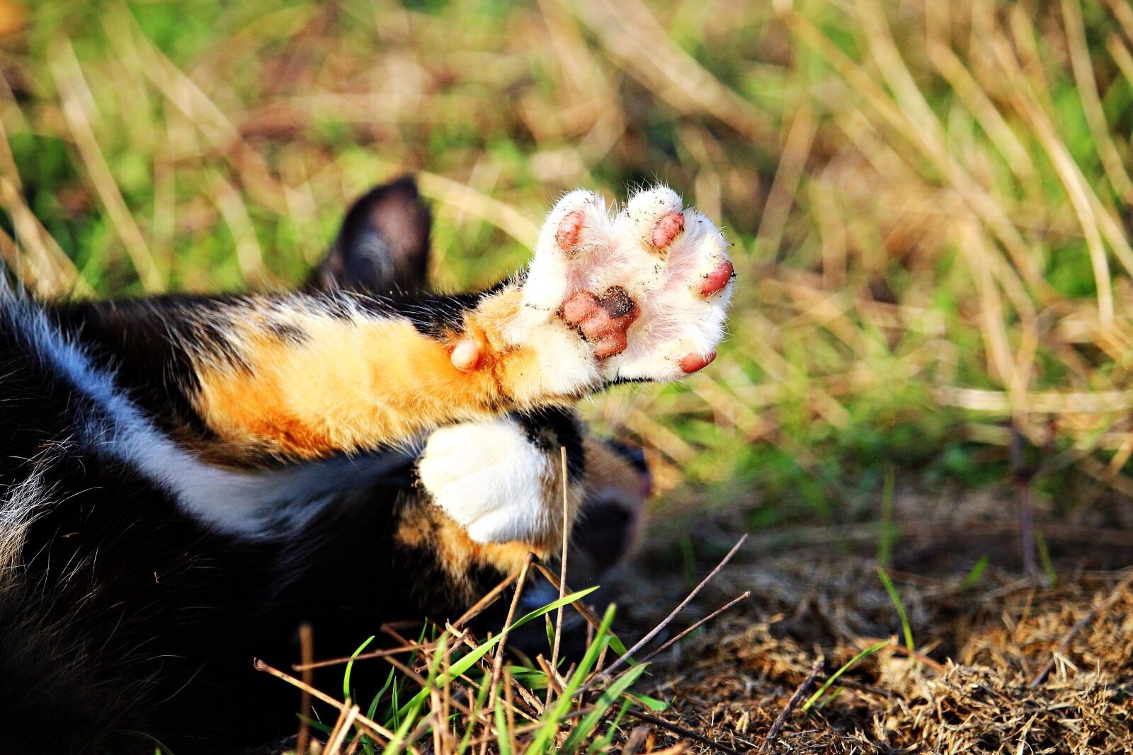 Canon EOS 100D (EOS Rebel SL1 / EOS Kiss X7) sample photo. Cat, mieze, paw photography