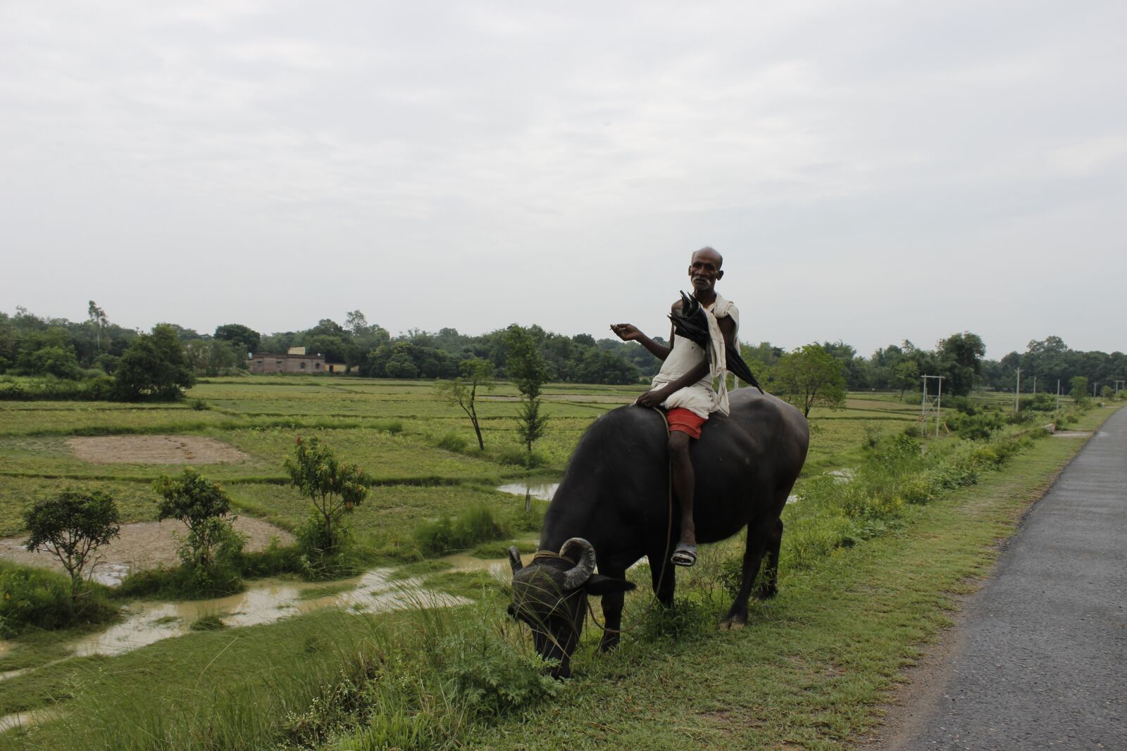 Canon EOS 600D (Rebel EOS T3i / EOS Kiss X5) sample photo. Buffalo, green, field photography