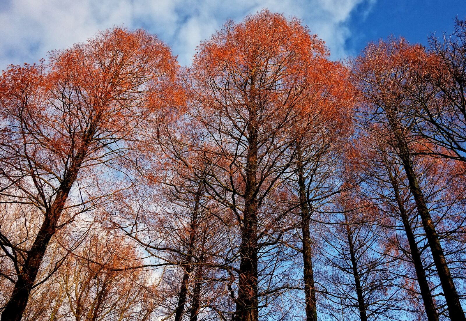 Sony Cyber-shot DSC-RX100 sample photo. Tree tops, trees, pine photography