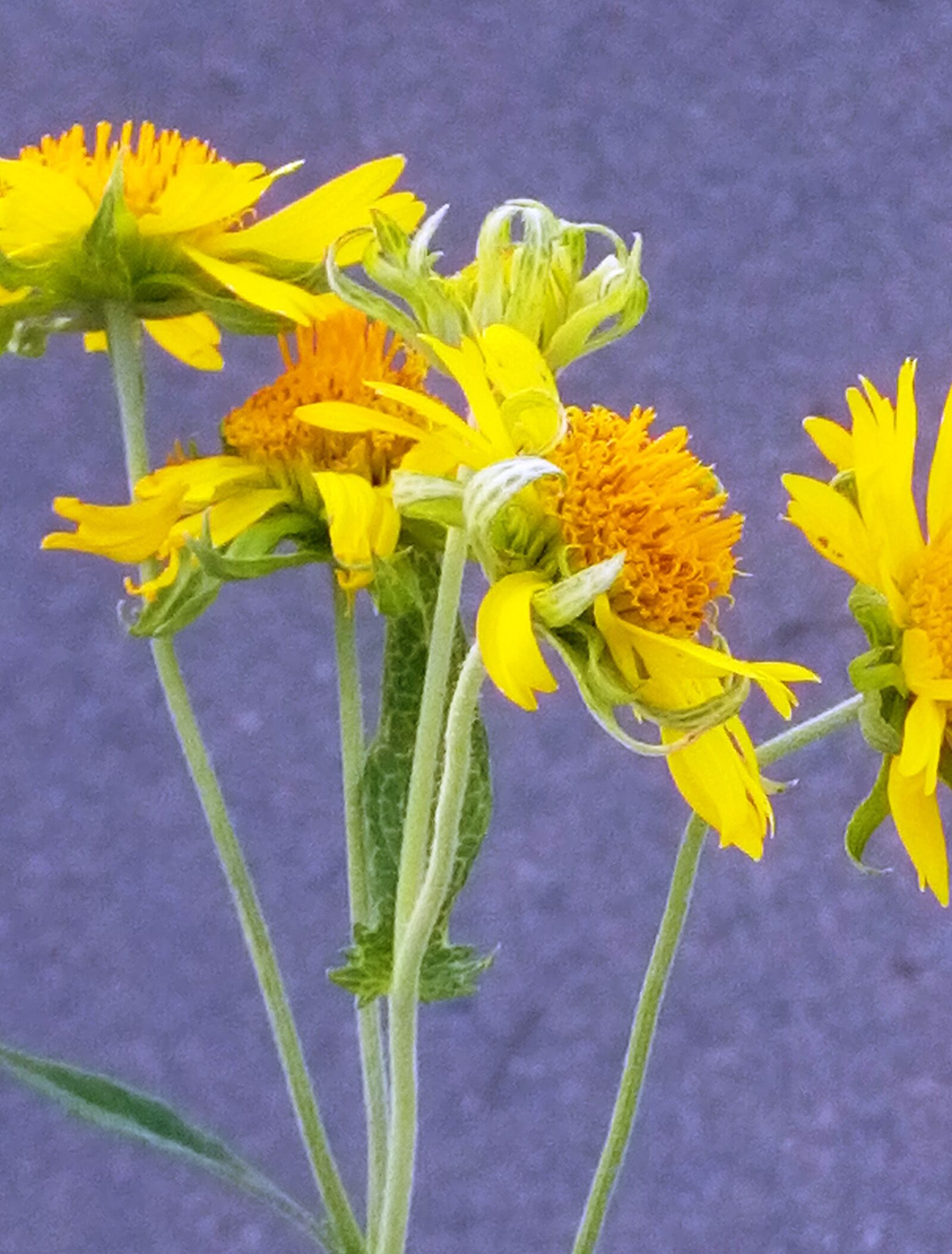 TECNO MOBILE LIMITED TECNO IN1 sample photo. Flower, flower boy, love photography
