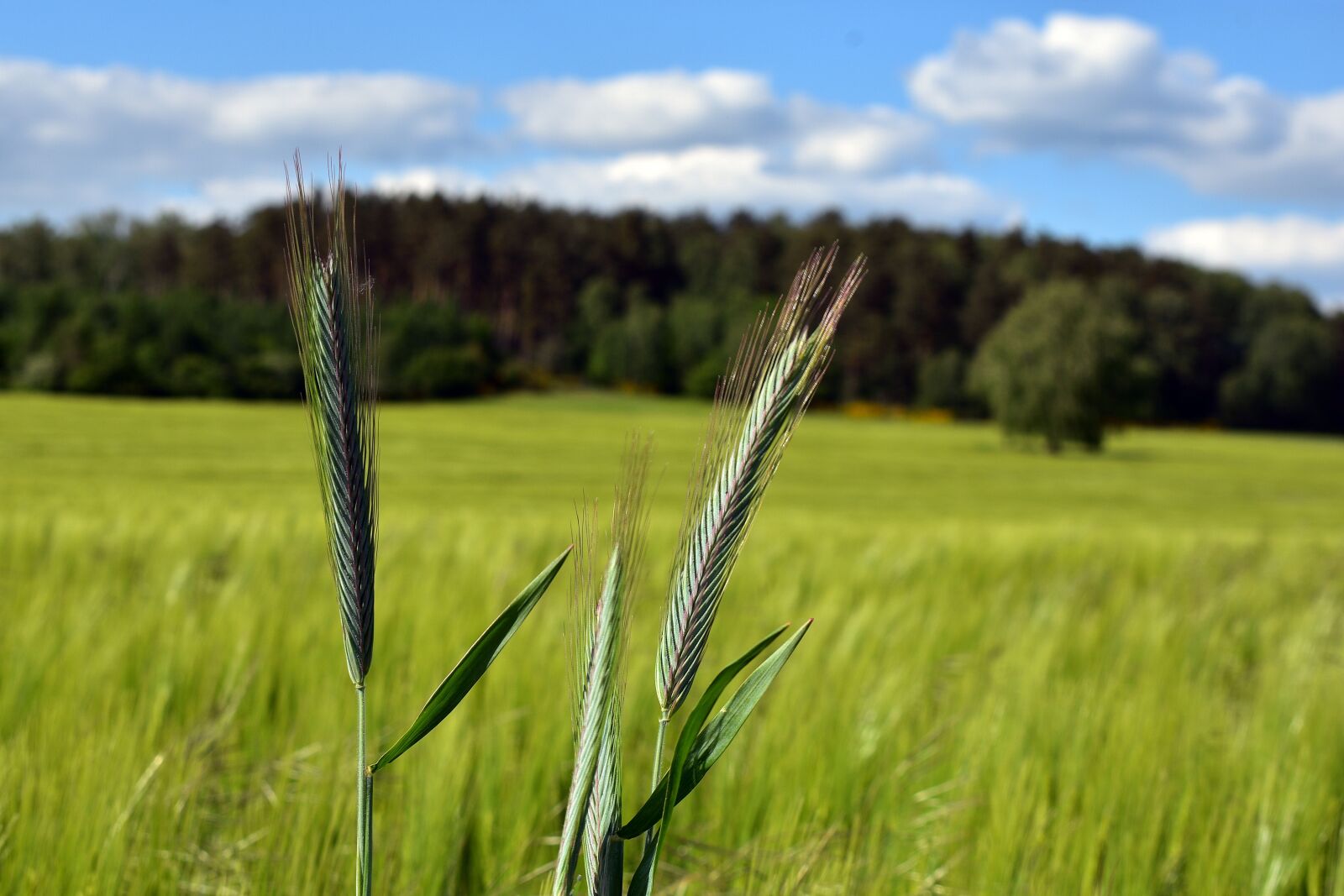Nikon D3400 sample photo. Kłos, field, corn photography