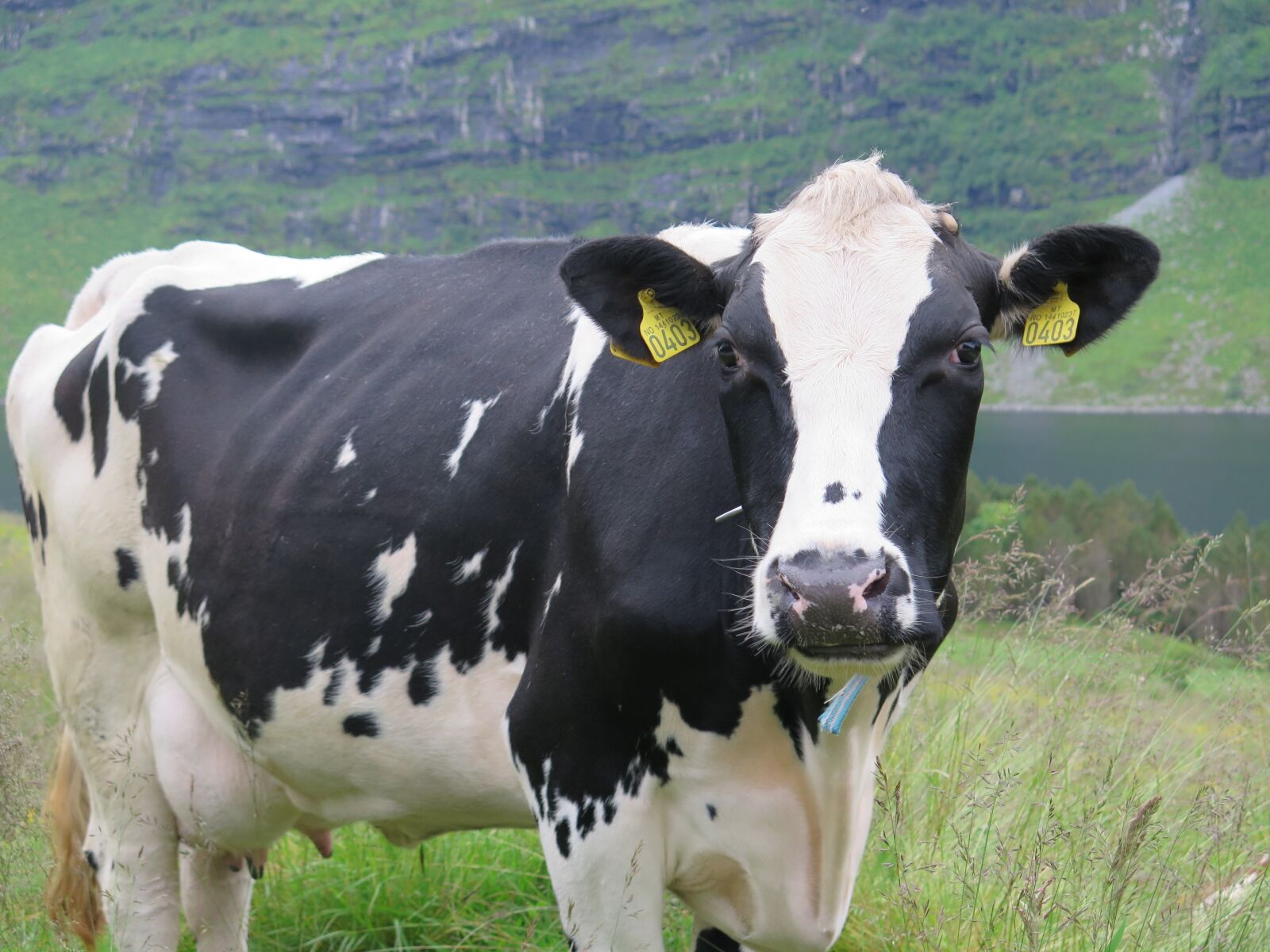 Canon PowerShot G16 sample photo. Cow, the nature of photography