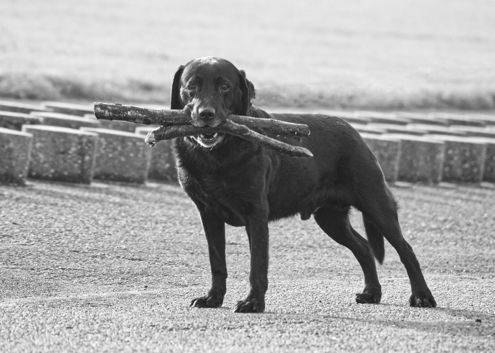 Sony Alpha DSLR-A200 sample photo. Labrador, dog breed, black photography