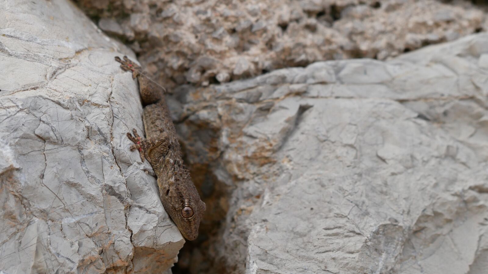 Panasonic Lumix DMC-GX85 (Lumix DMC-GX80 / Lumix DMC-GX7 Mark II) sample photo. Gecko, mallorca, stone photography