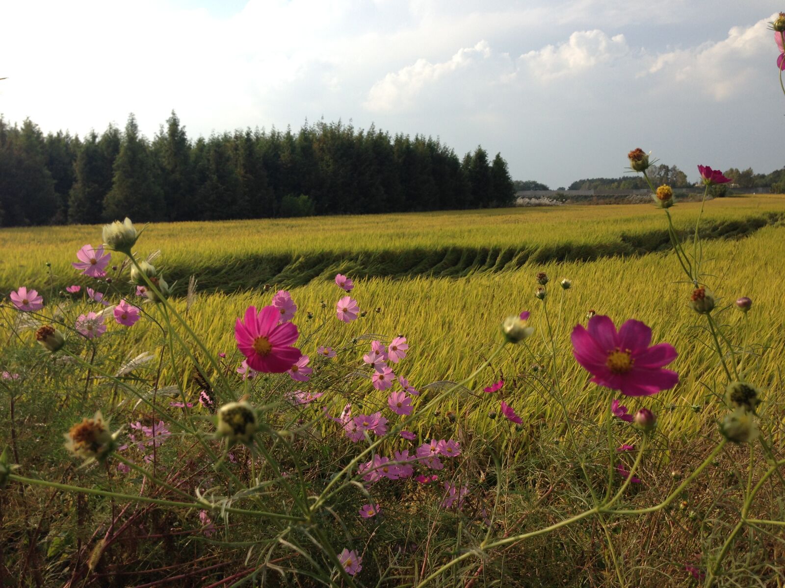 iPhone 5 back camera 4.12mm f/2.4 sample photo. Korea, flower, farm photography