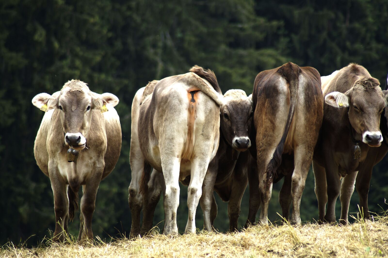 Sony SLT-A58 sample photo. Cows, grass, nature photography
