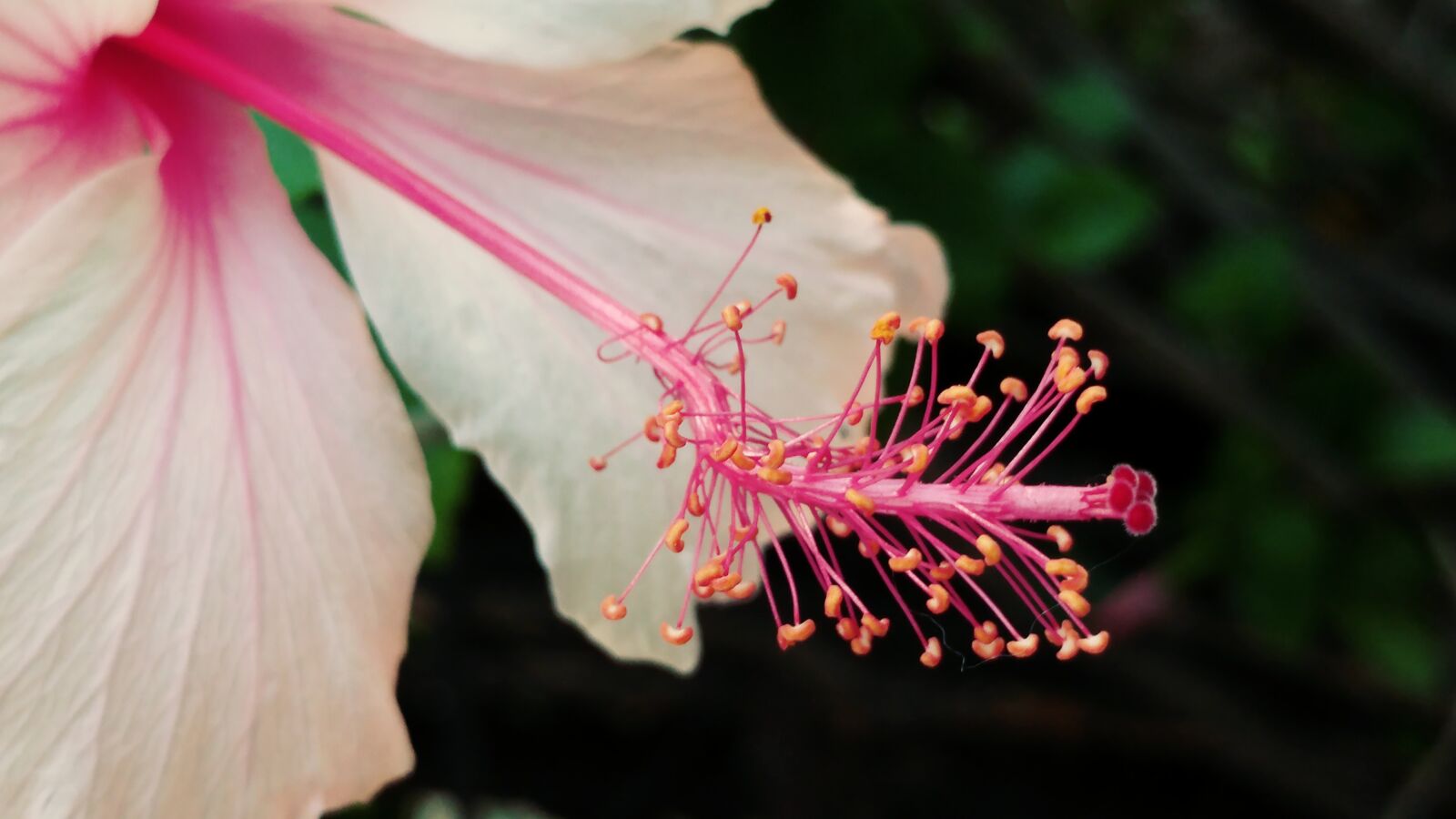 LG G5 sample photo. Hibiscus, pistil, flower photography
