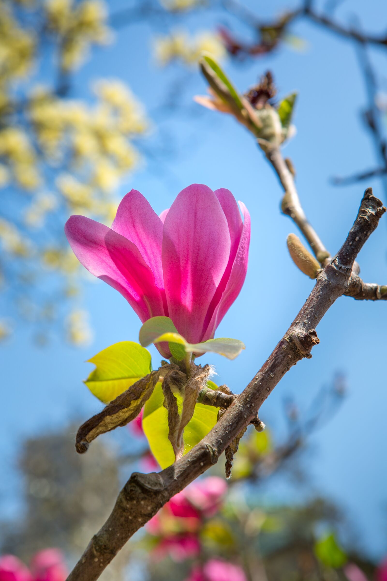 Canon EF 24-70mm F2.8L USM sample photo. Tree, nature, flower photography