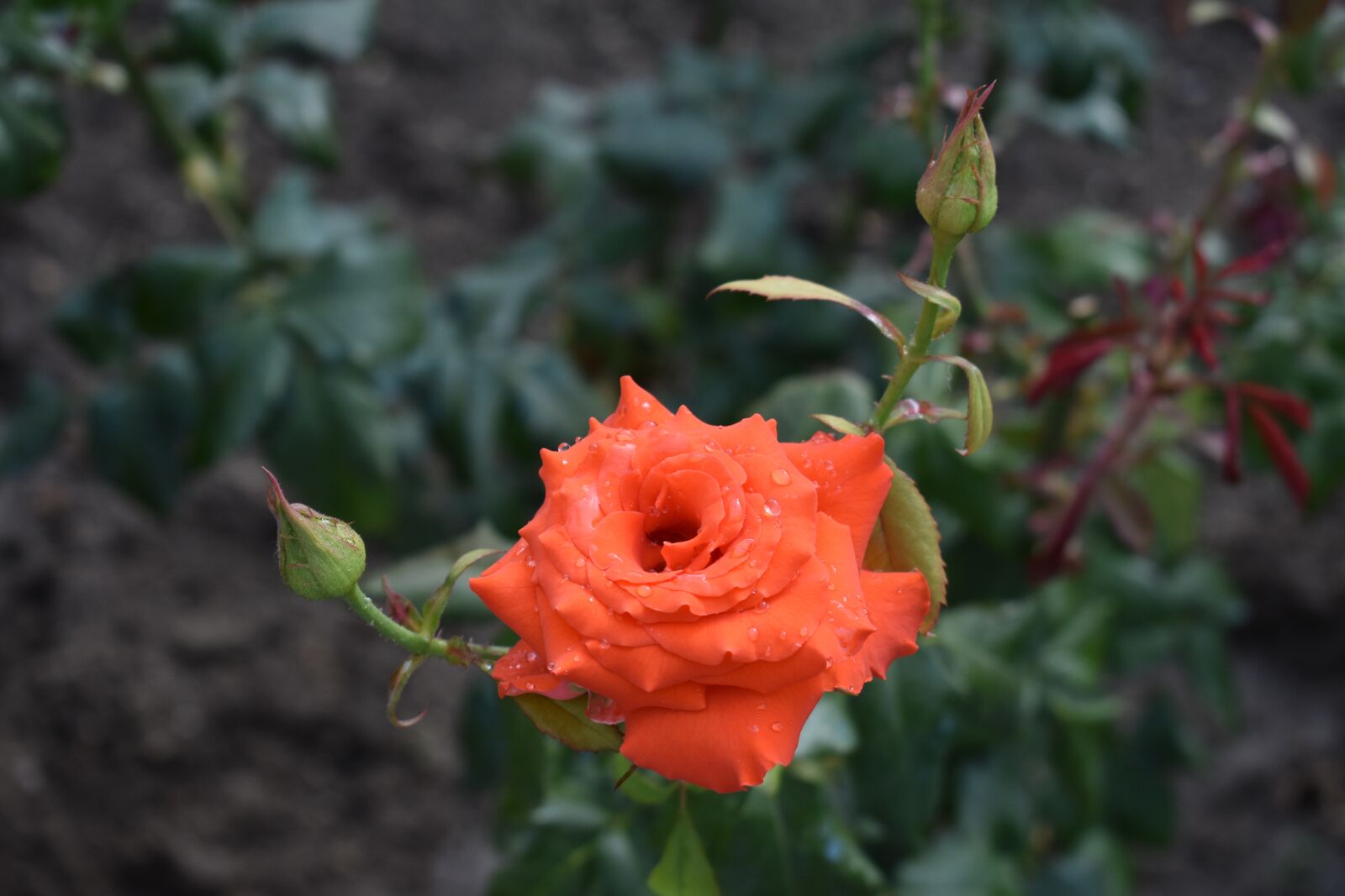 Nikon D3400 sample photo. Rose, red, flower photography