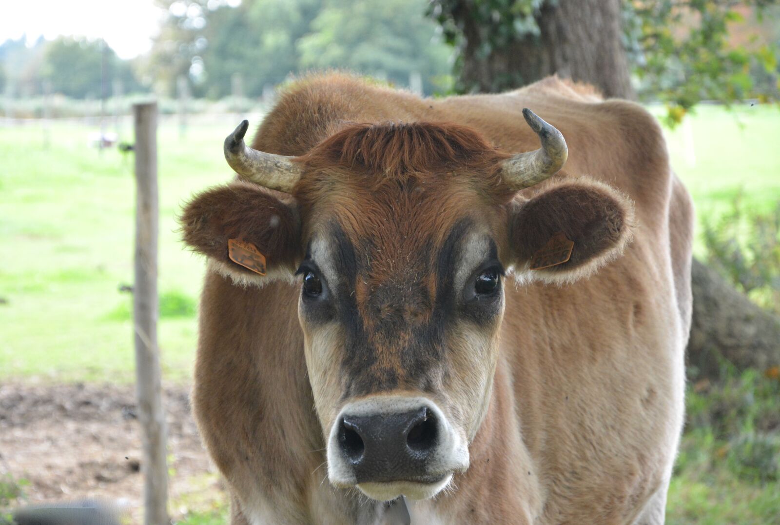 Nikon D5200 sample photo. Cow, portrait cow, head photography