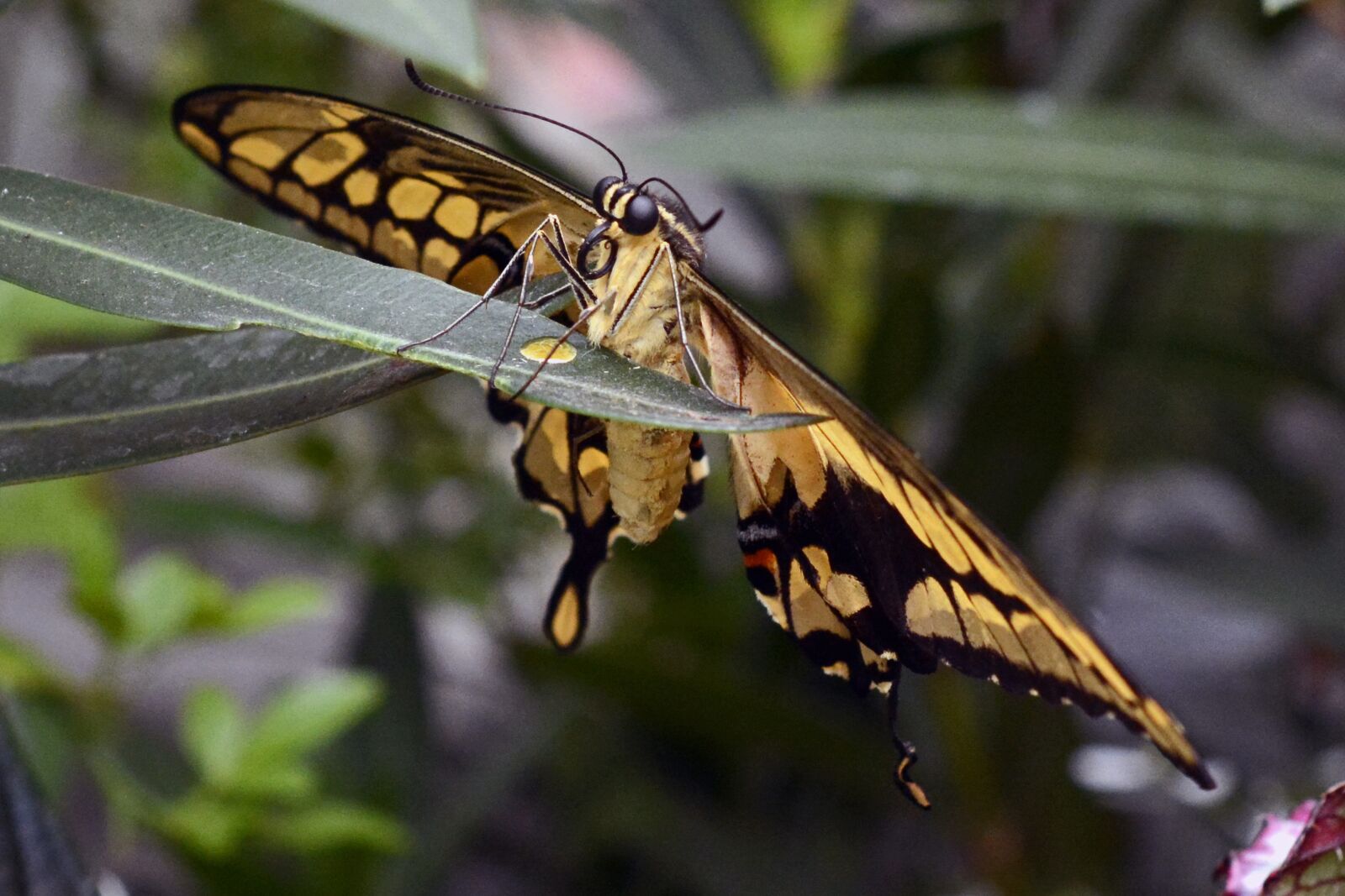 Nikon D7100 sample photo. Butterfly, insect, wing photography