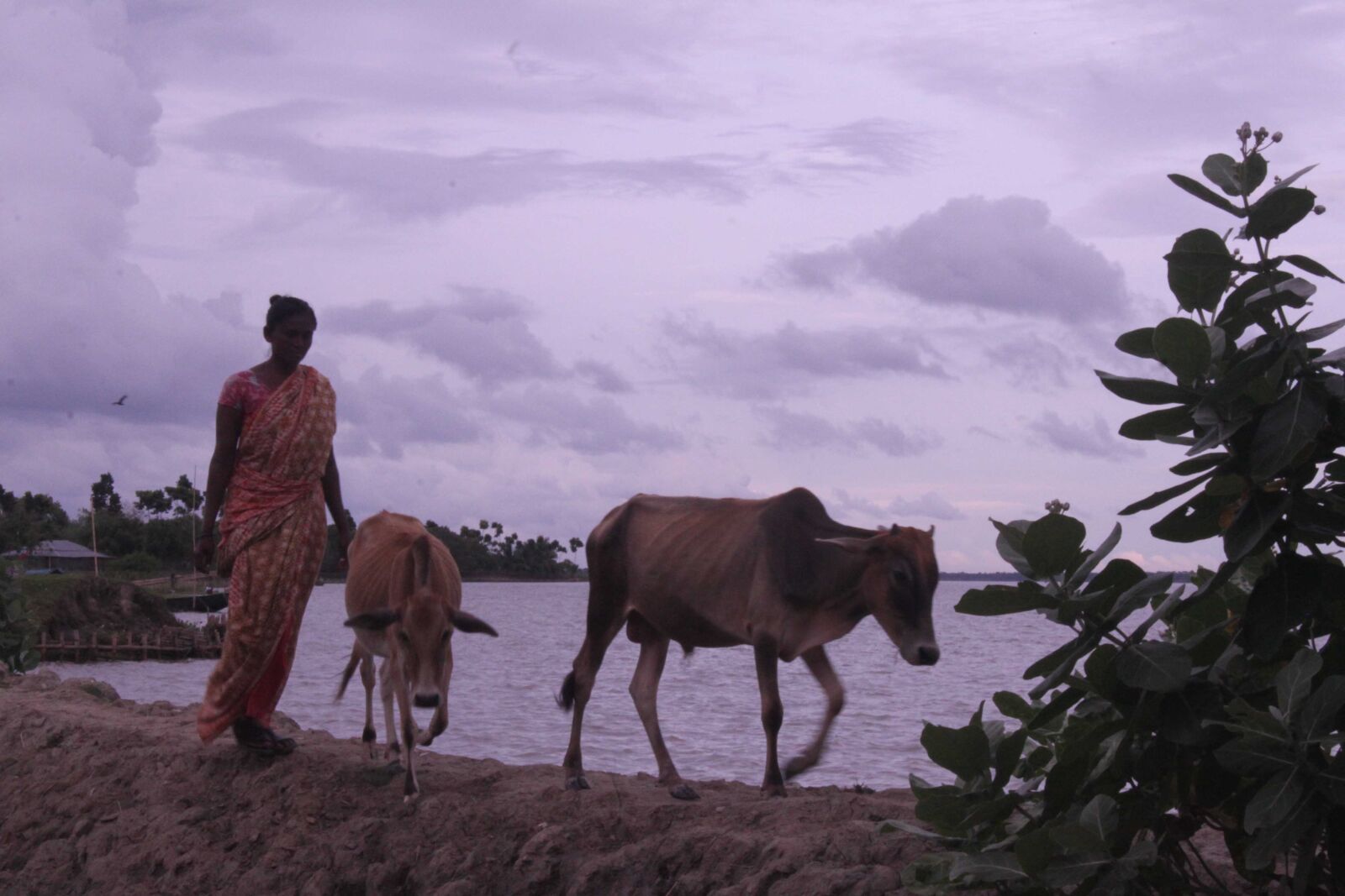 Canon EOS 500D (EOS Rebel T1i / EOS Kiss X3) sample photo. Bangladesh, canal, cow, fisherman photography