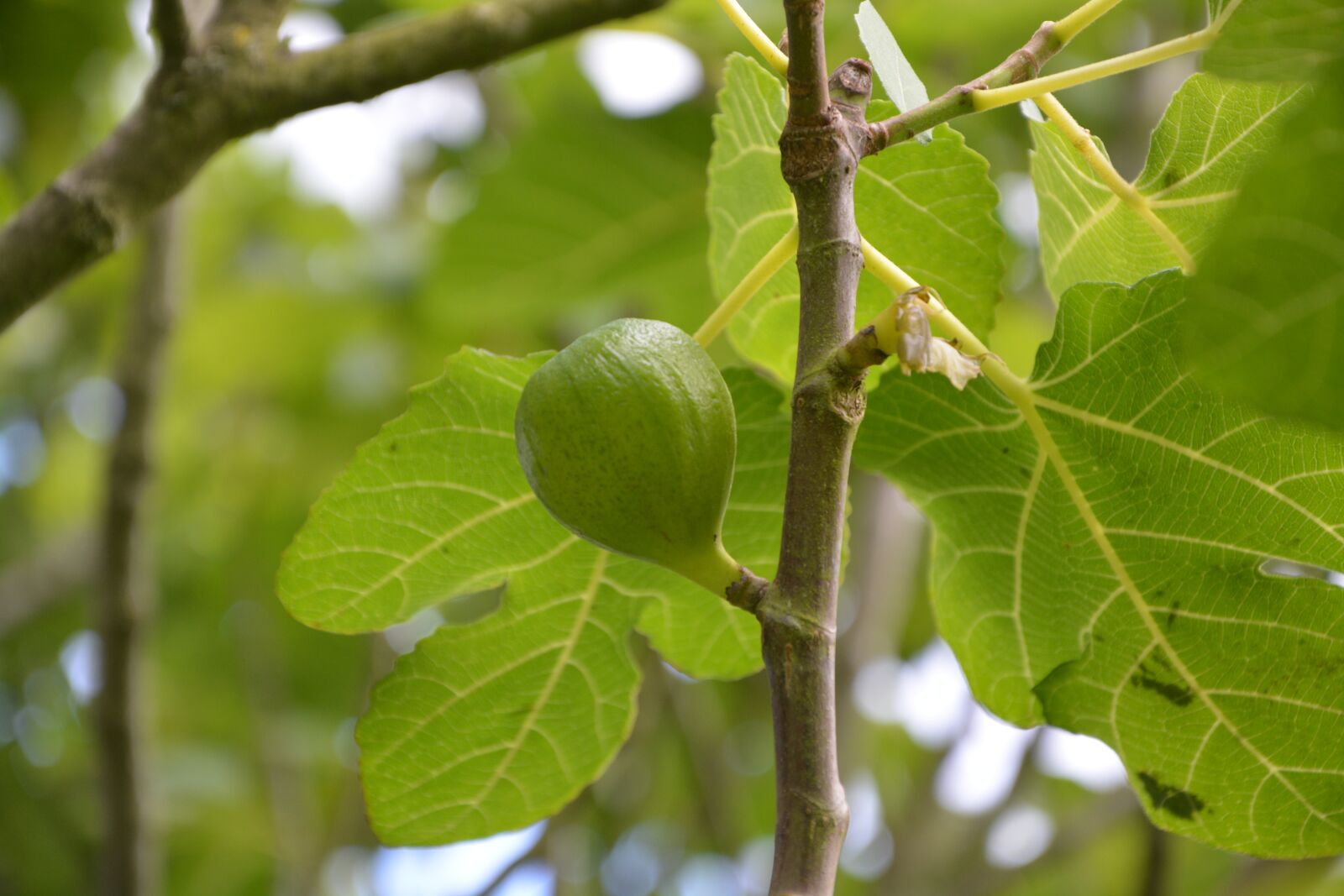 Nikon D5200 sample photo. Fig, fig tree, tree photography