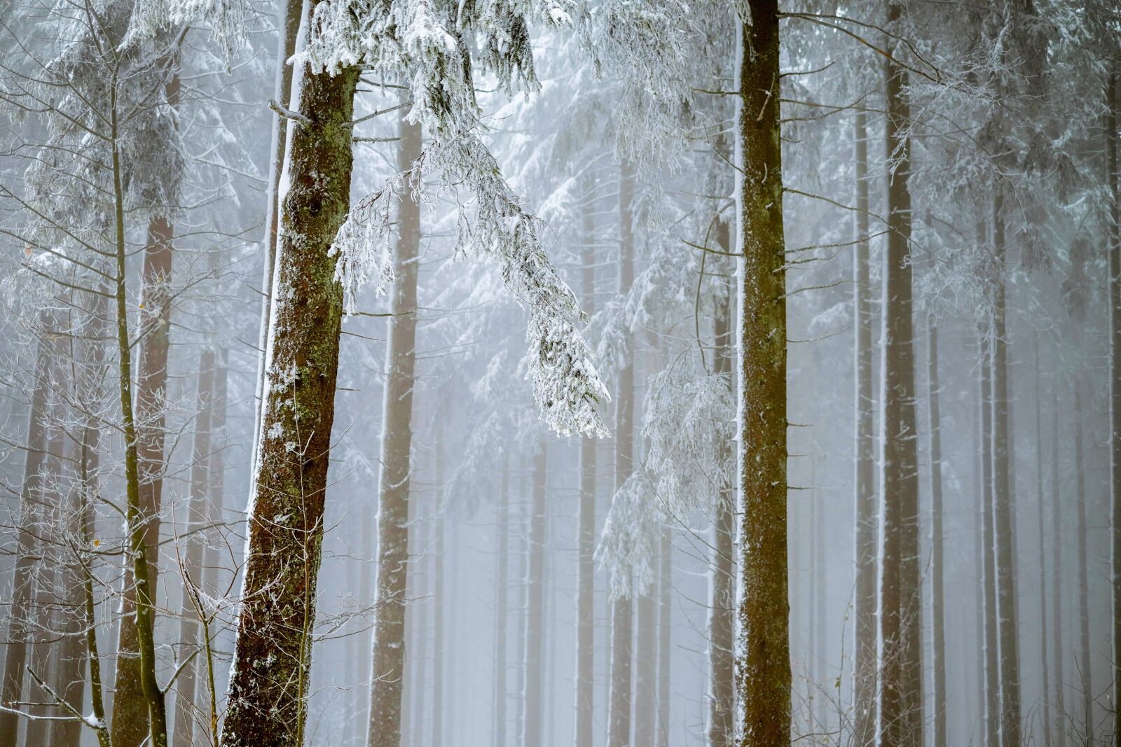 Fujifilm X-T10 + Fujifilm XF 35mm F1.4 R sample photo. Forest, fog, trees photography