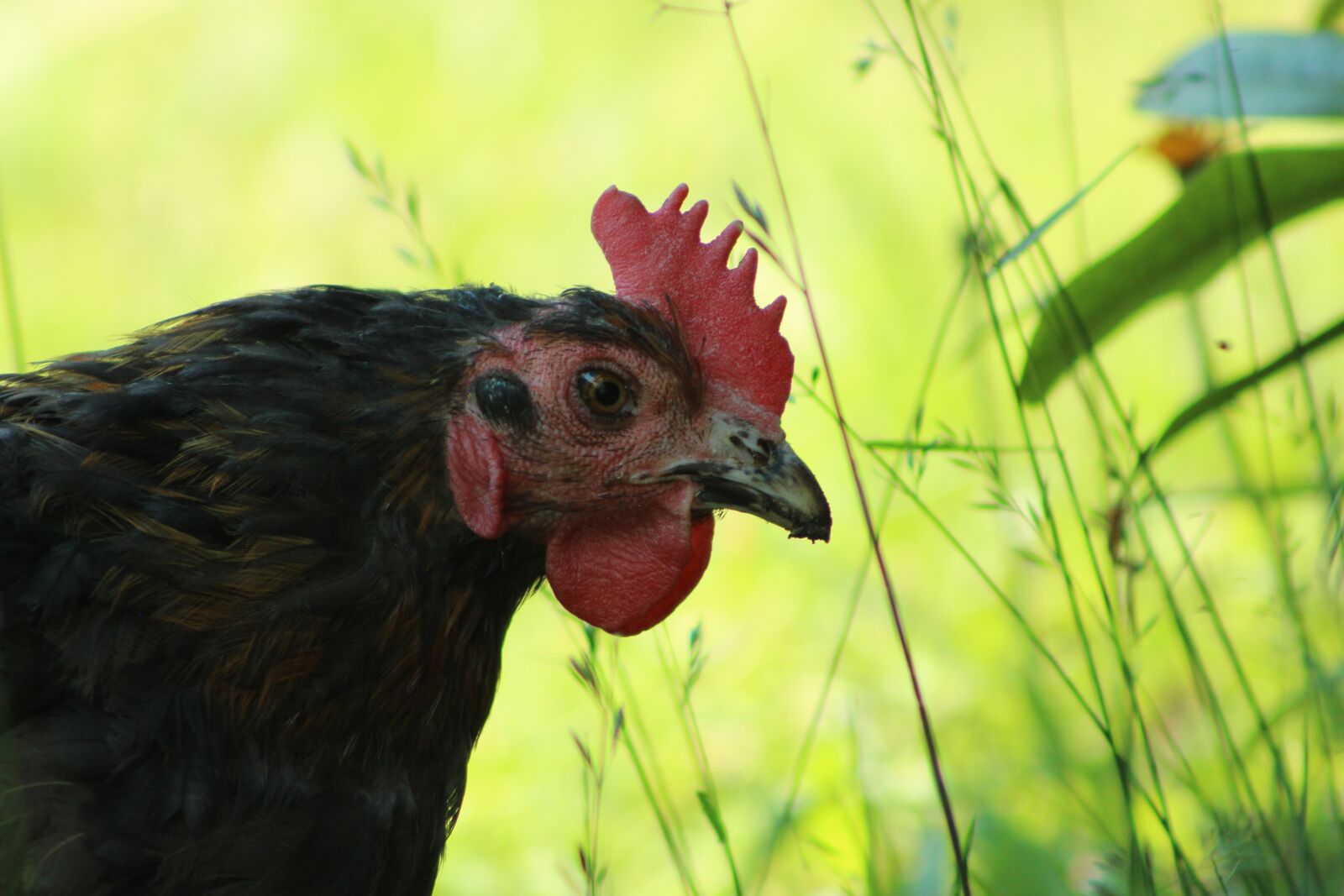 Canon EF75-300mm f/4-5.6 sample photo. Chicken, nature, animal photography