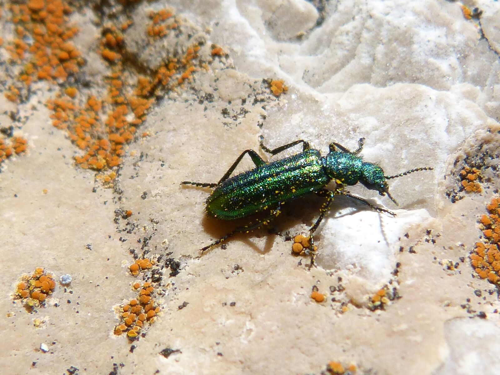 Panasonic DMC-FZ62 sample photo. Psilothrix cyaneus, coleoptera, green photography