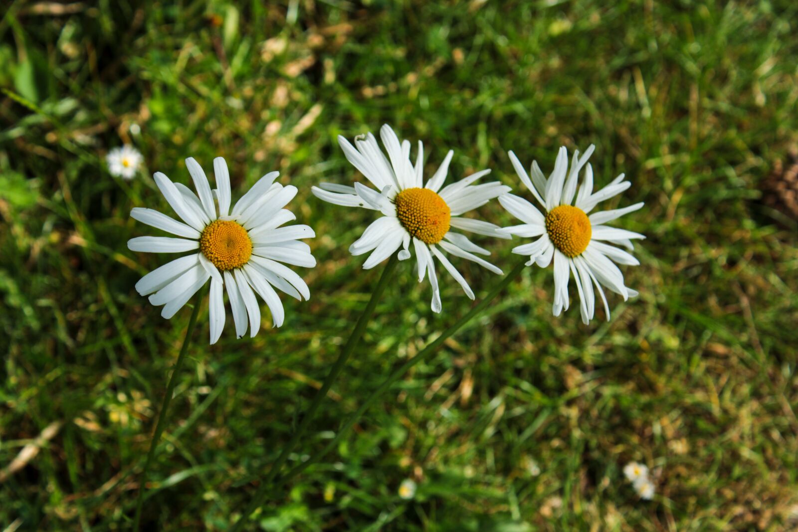 Canon EOS 2000D (EOS Rebel T7 / EOS Kiss X90 / EOS 1500D) sample photo. Daisy, flower, summer photography