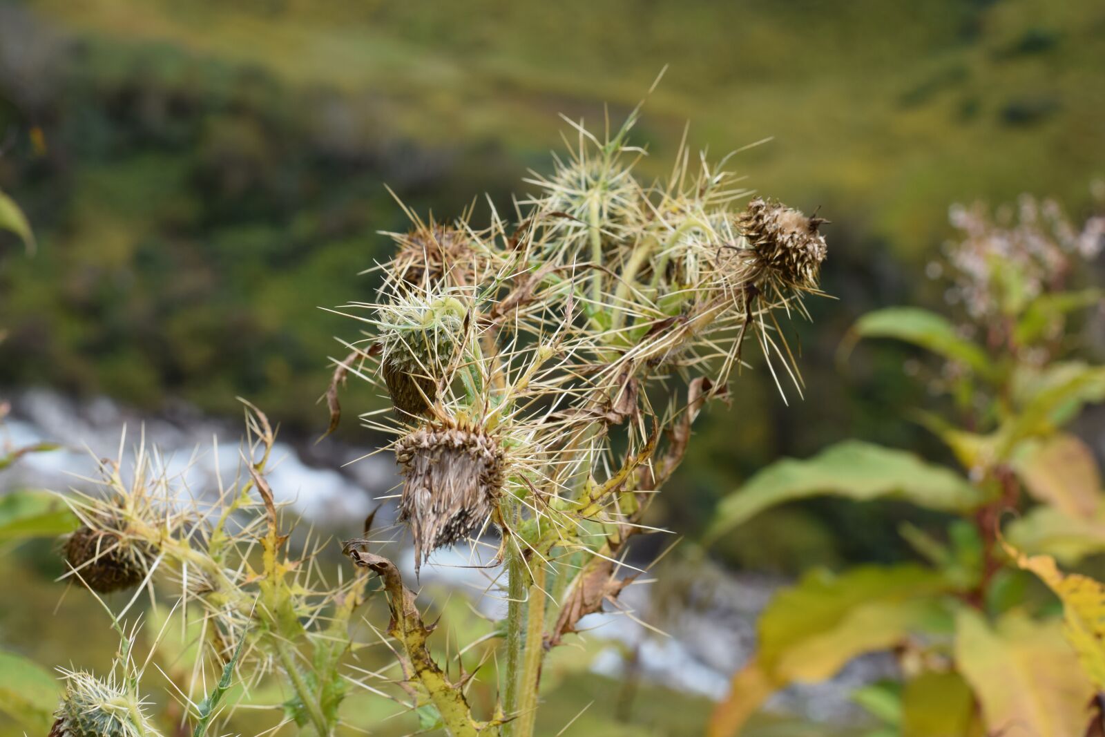 Nikon D5300 sample photo. Valley of flowers, flowers photography
