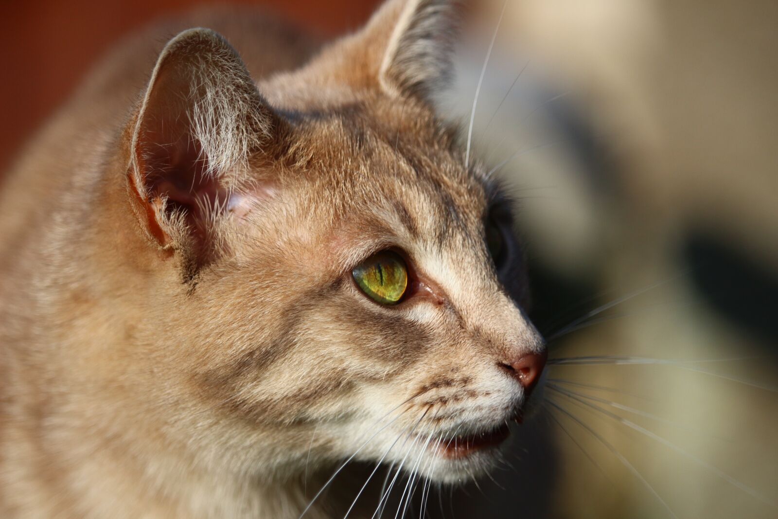 Canon EOS 100D (EOS Rebel SL1 / EOS Kiss X7) sample photo. Cat, mieze, tiger cat photography