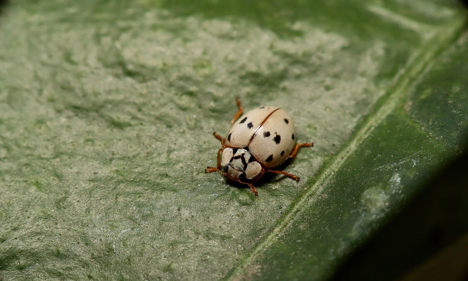 Canon EOS M50 (EOS Kiss M) sample photo. Insects, ladybugs, nature photography