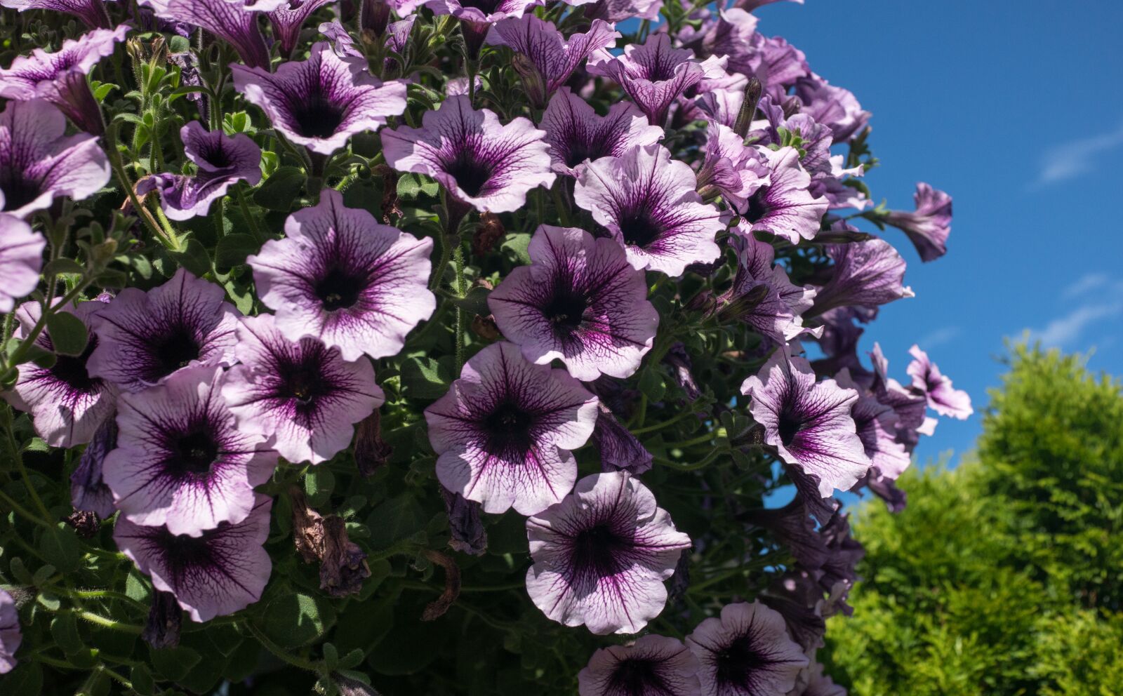 35mm F2.0 sample photo. Petunias, purple, summer photography