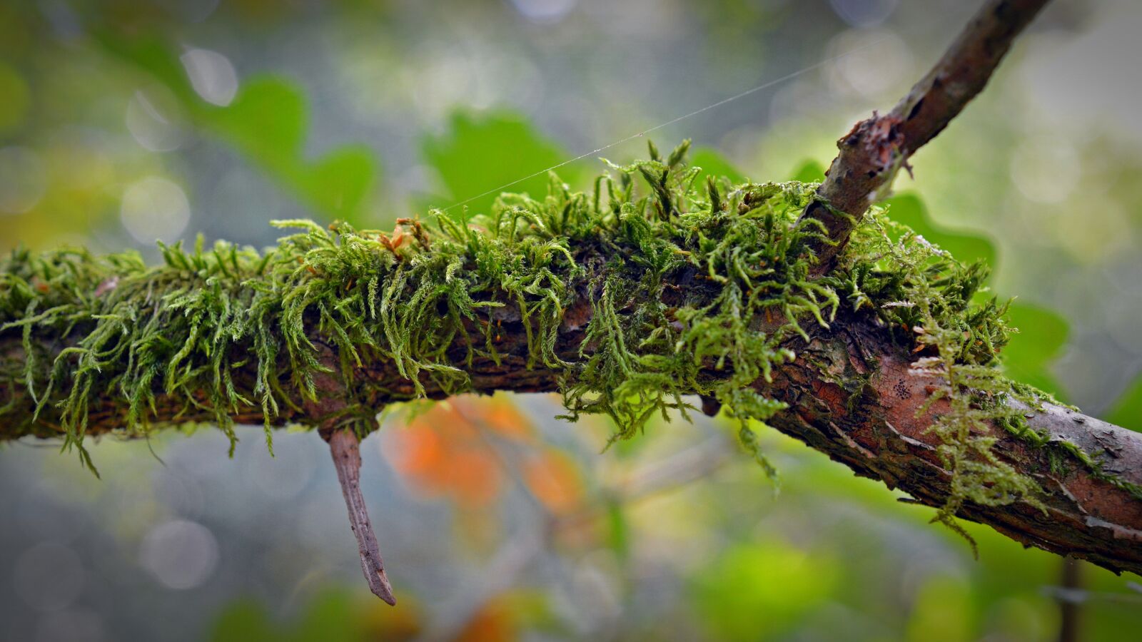 Nikon D5200 sample photo. Moss, branch, nature photography