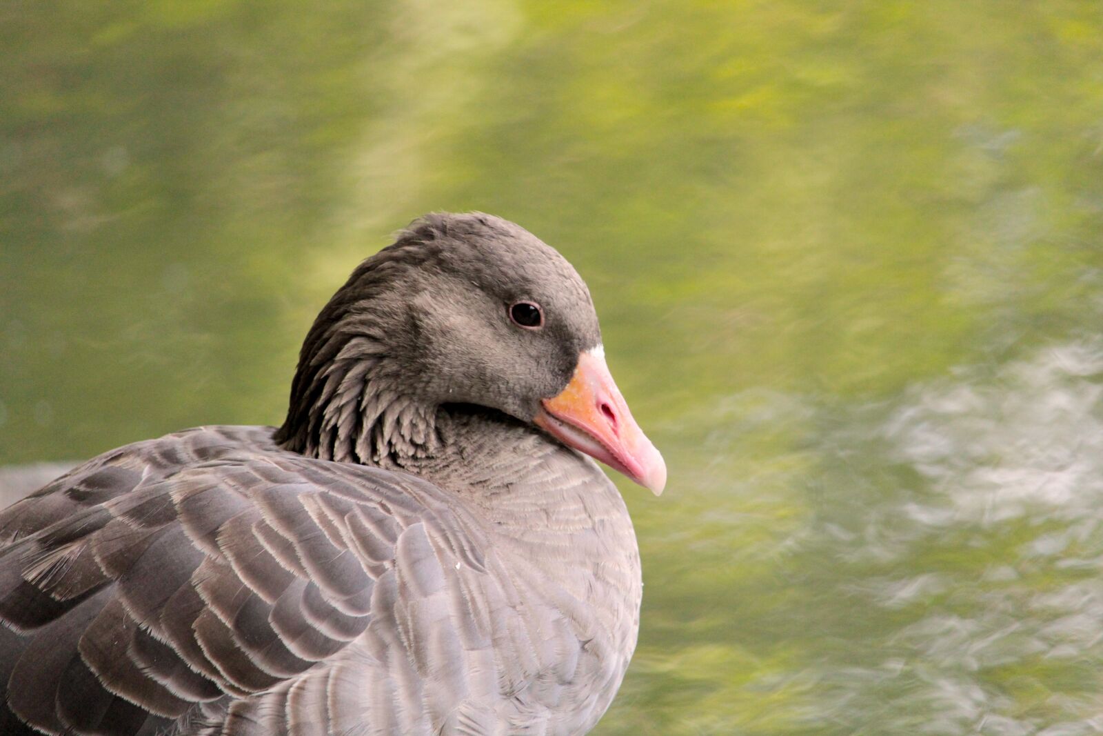 Canon EF-S 55-250mm F4-5.6 IS STM sample photo. Greylag goose, water bird photography