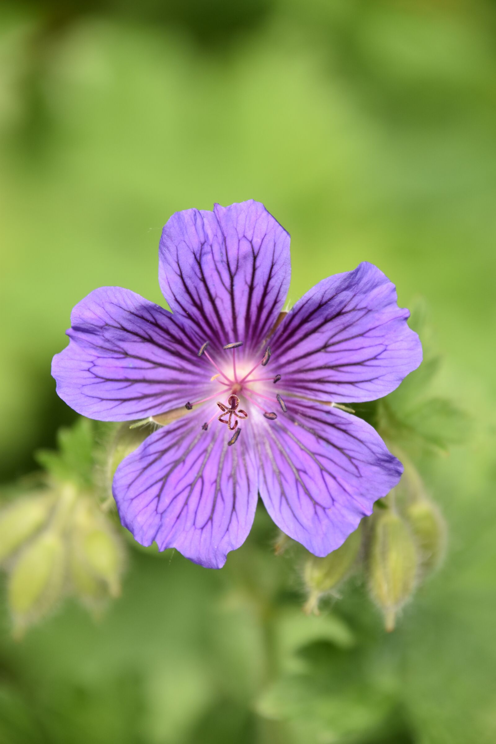 Nikon D5600 sample photo. Geranium, nature, summer photography