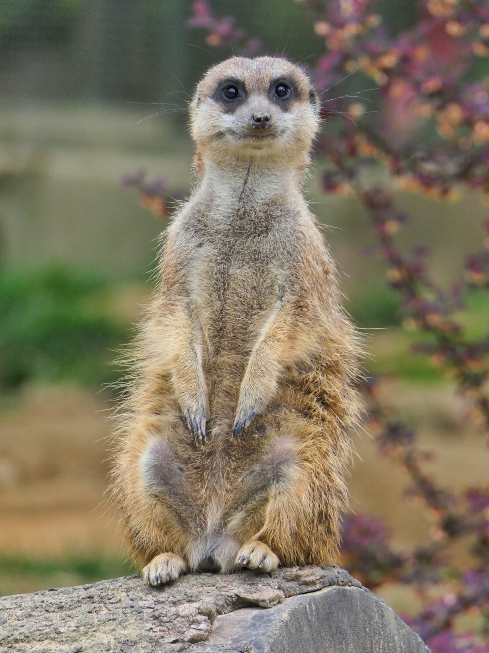 Panasonic Lumix DMC-FZ2500 (Lumix DMC-FZ2000) sample photo. Meerkat, cute, animal photography