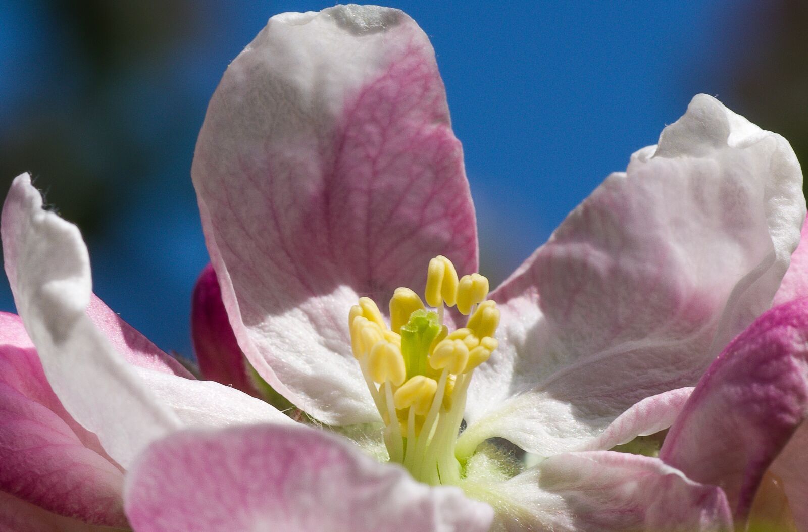 Pentax K-70 + Tamron SP AF 90mm F2.8 Di Macro sample photo. Flower, nature, plant photography