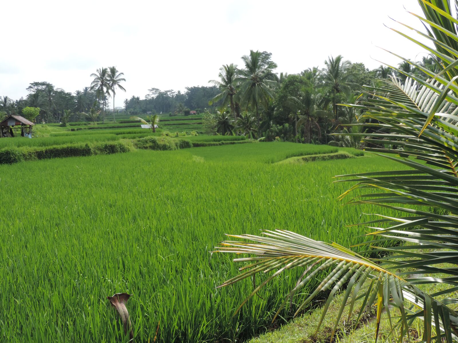 Nikon Coolpix P520 sample photo. Rice fields, bali, indonesia photography