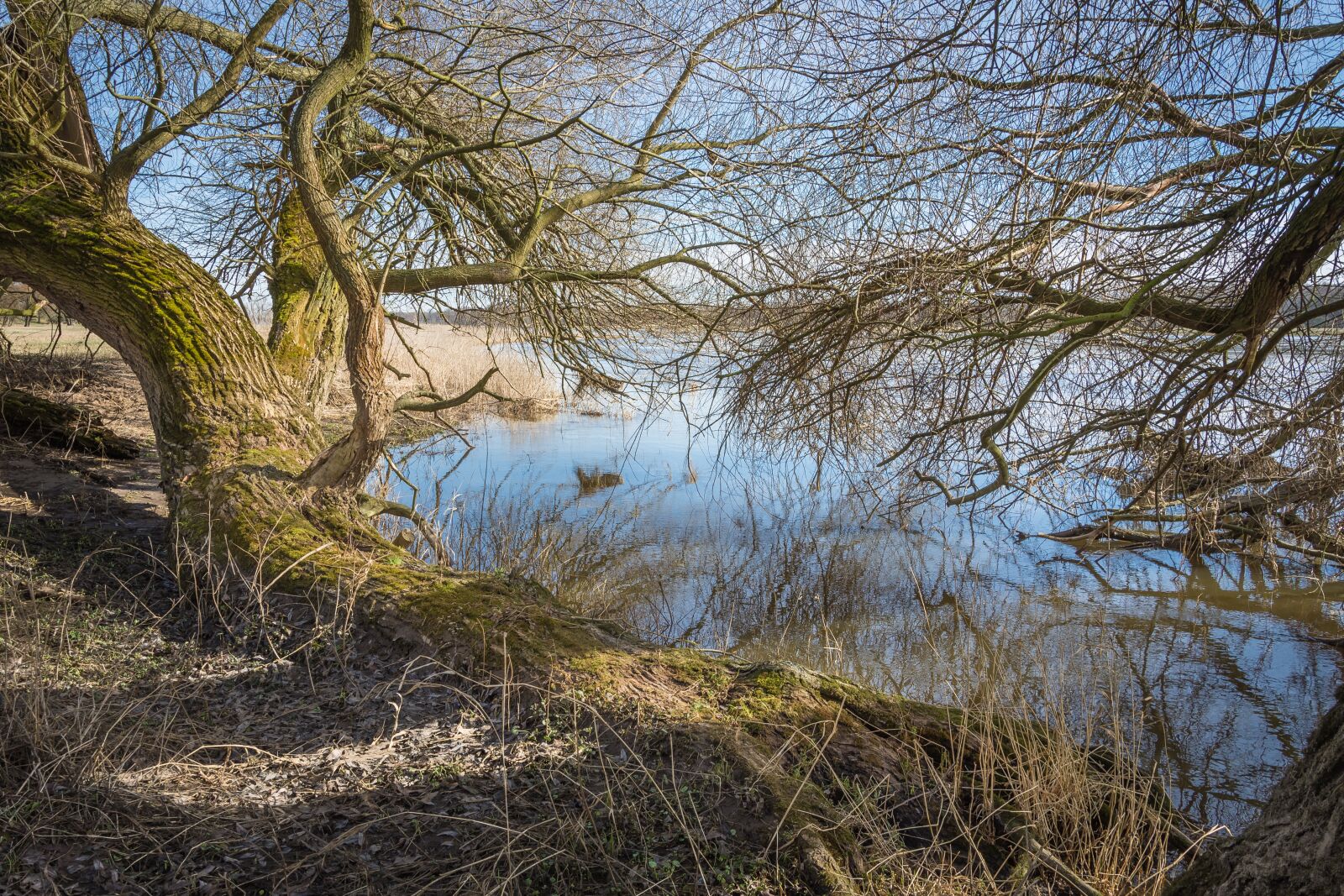Nikon D7200 sample photo. Elbe, elbufer, river photography