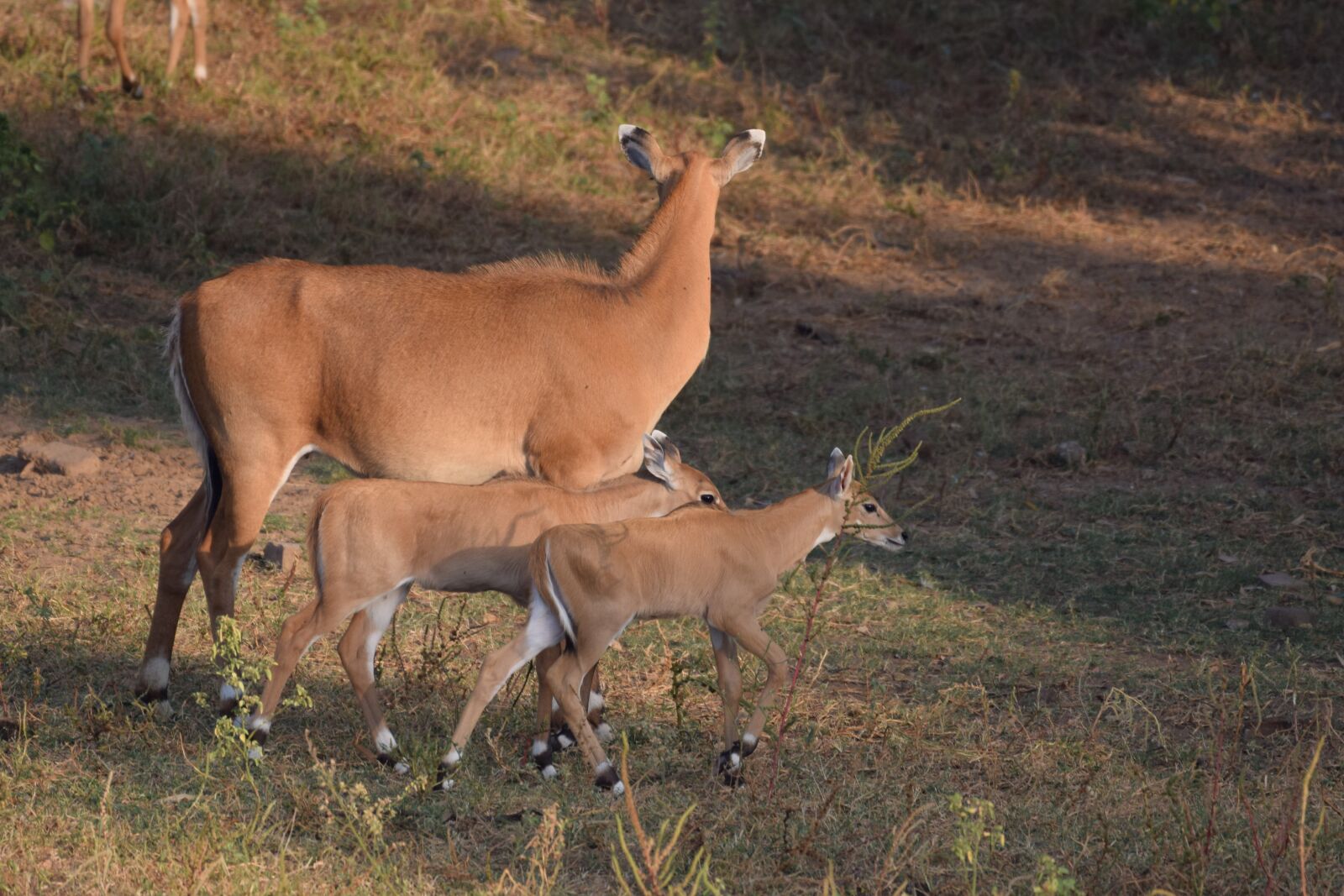 Nikon D3300 sample photo. Indian, nilgai, deer photography