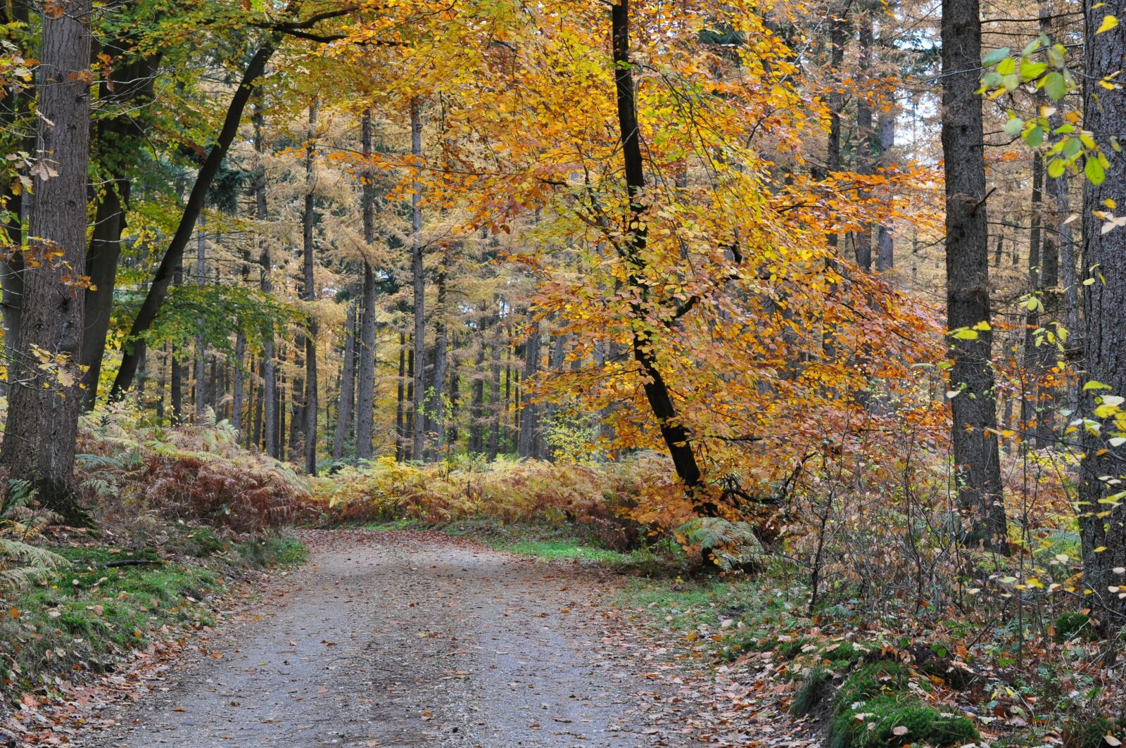 Nikon D5000 sample photo. Forest, dutch, netherlands photography