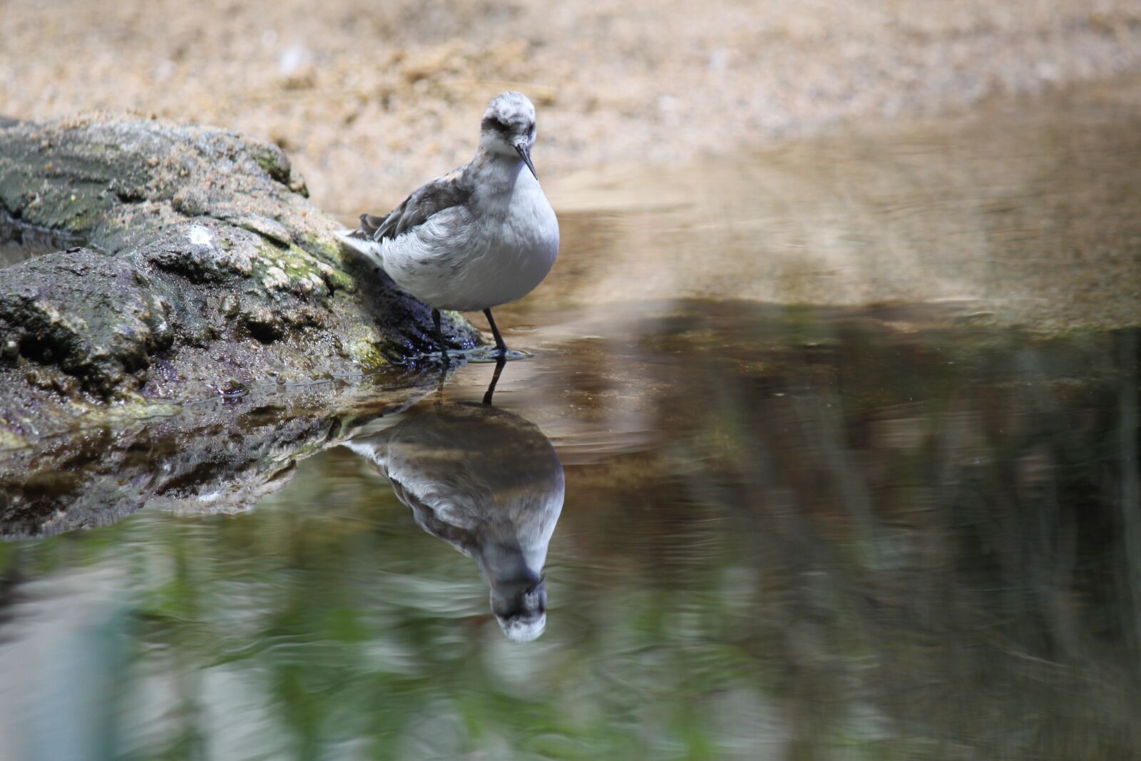 Canon EOS 500D (EOS Rebel T1i / EOS Kiss X3) sample photo. Bird, reflection, nature photography