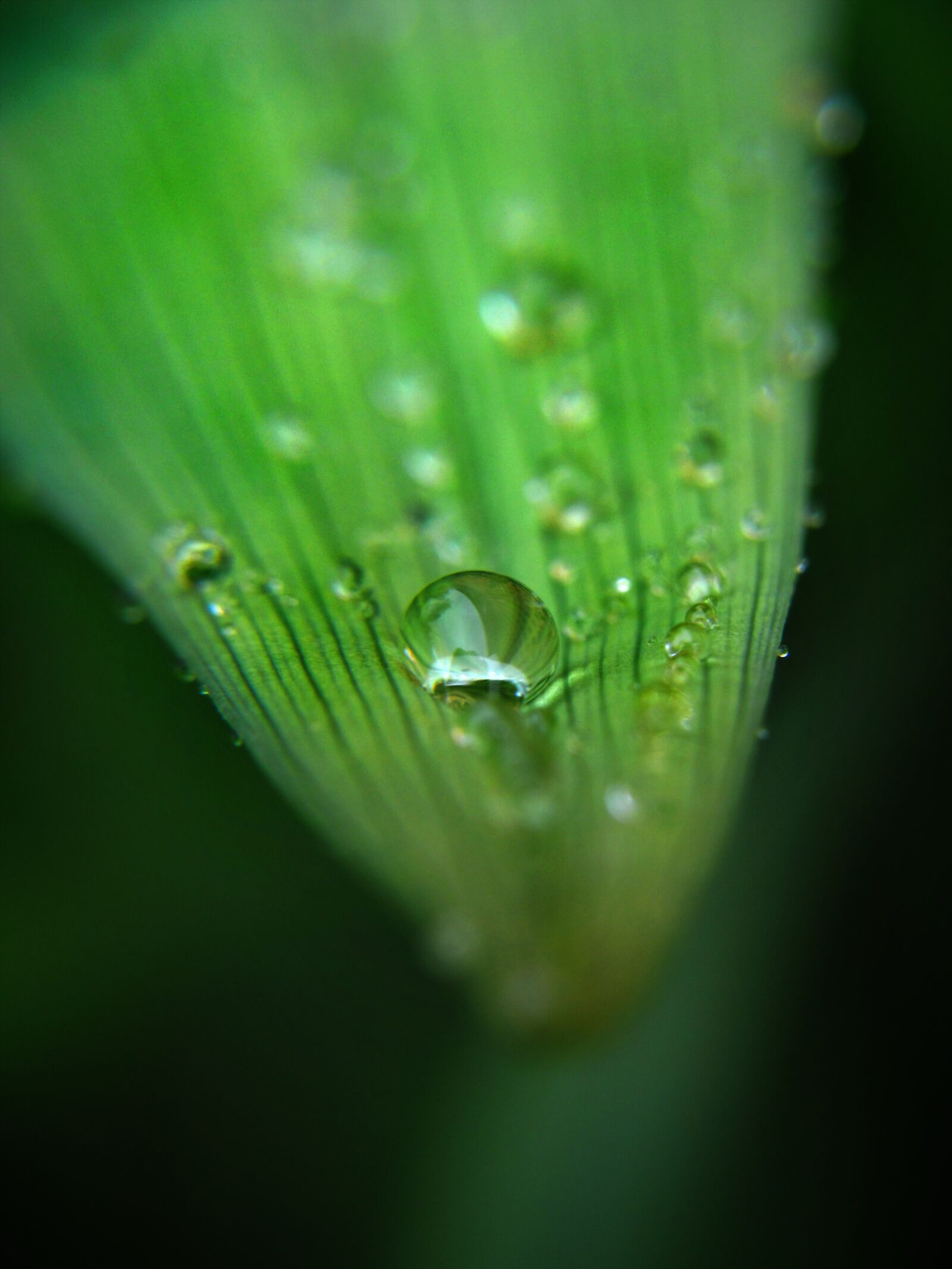 Micro plants. Вода макро. Микро природа картинки.