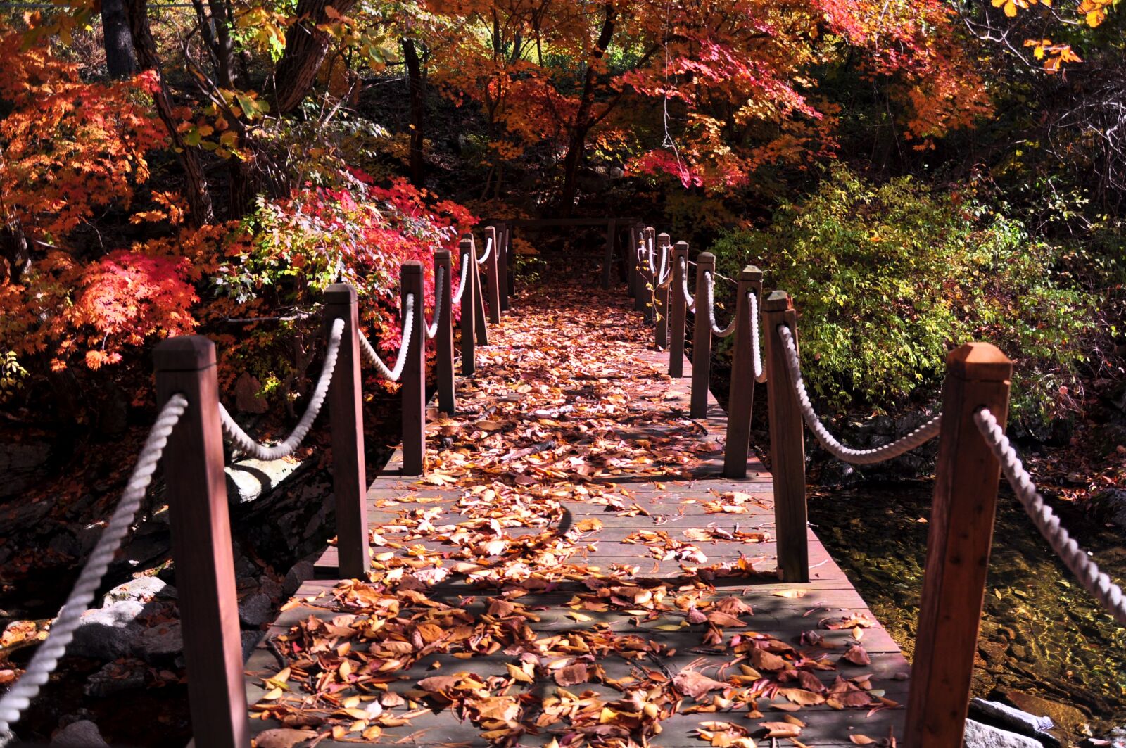 Nikon D90 sample photo. Autumn, leaves, bridge photography