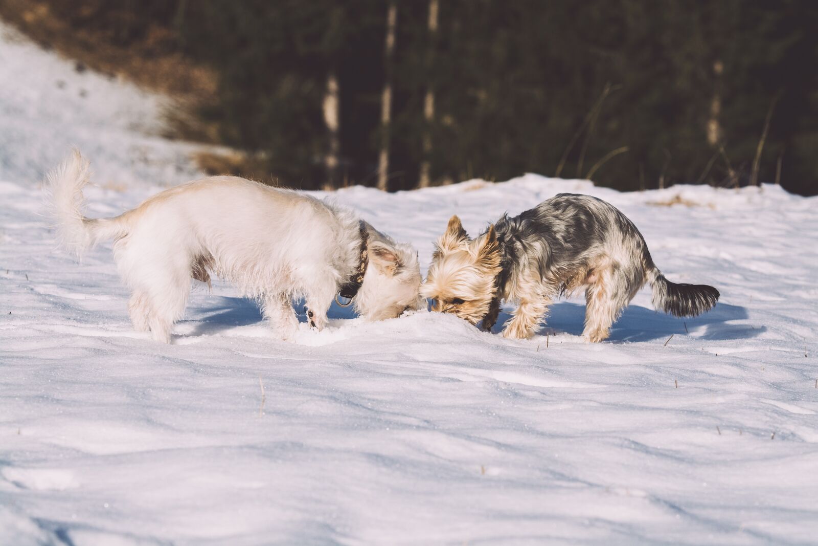 Nikon D7100 sample photo. Dog, sniffing, winter photography